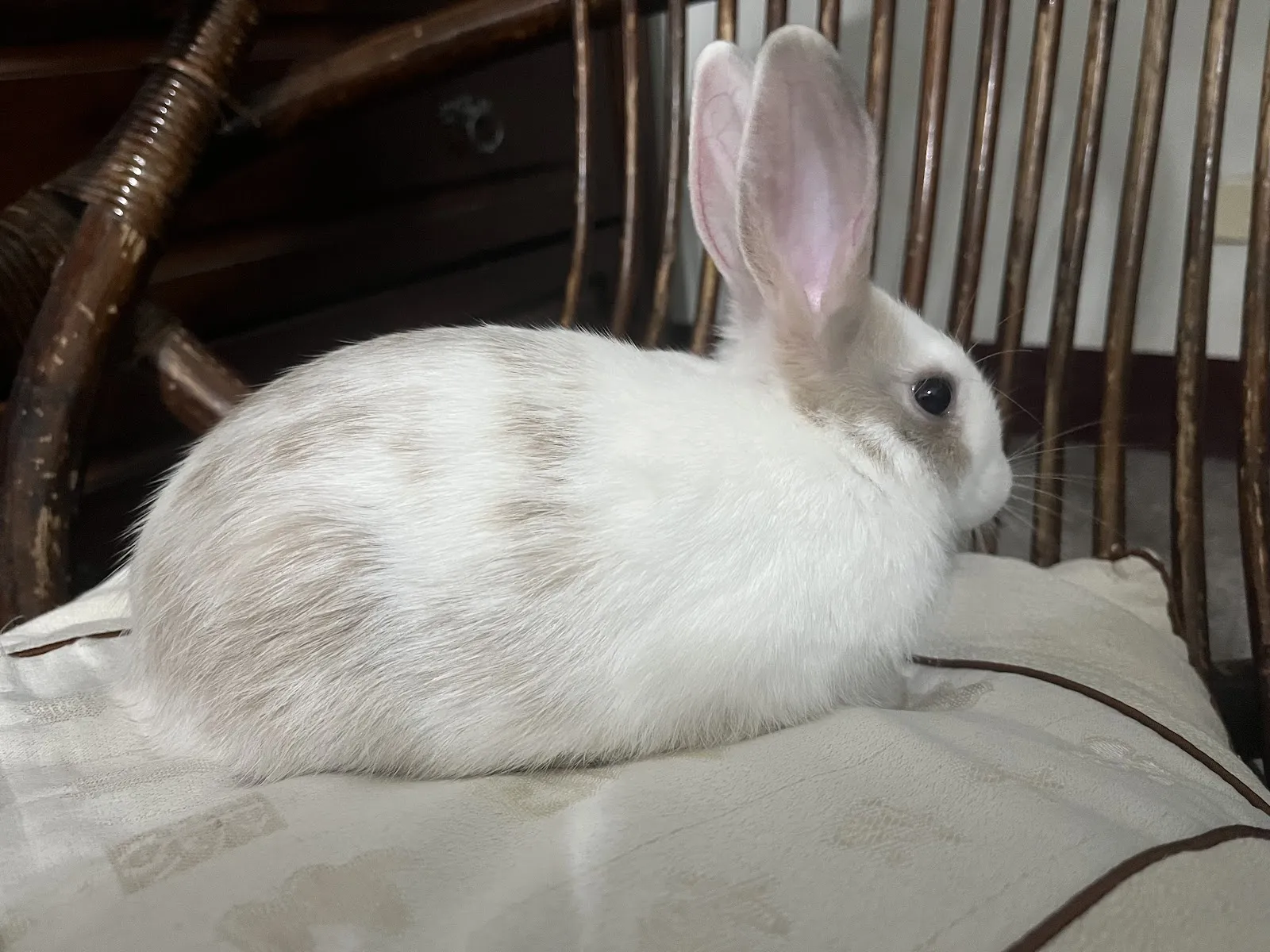 安定動物醫院