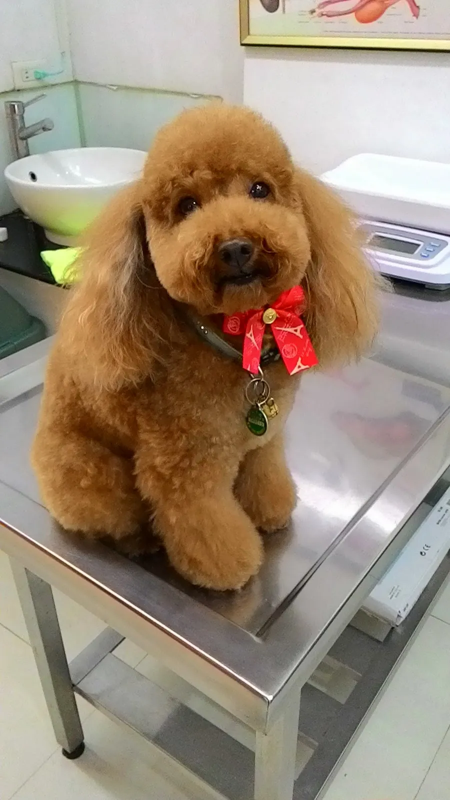 板橋台大動物醫院