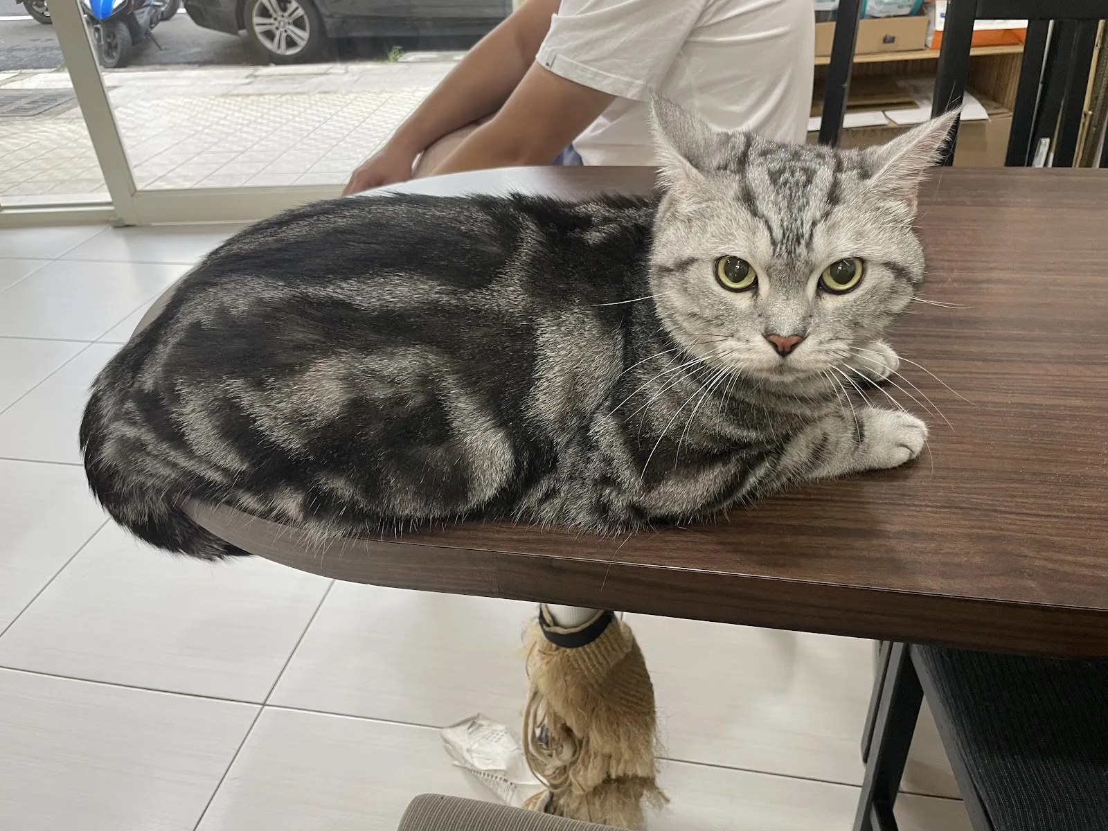 呈品動物醫院