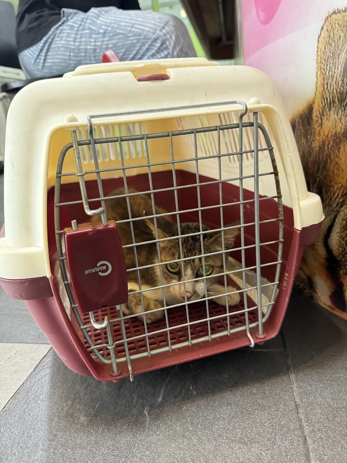 彩虹動物醫院