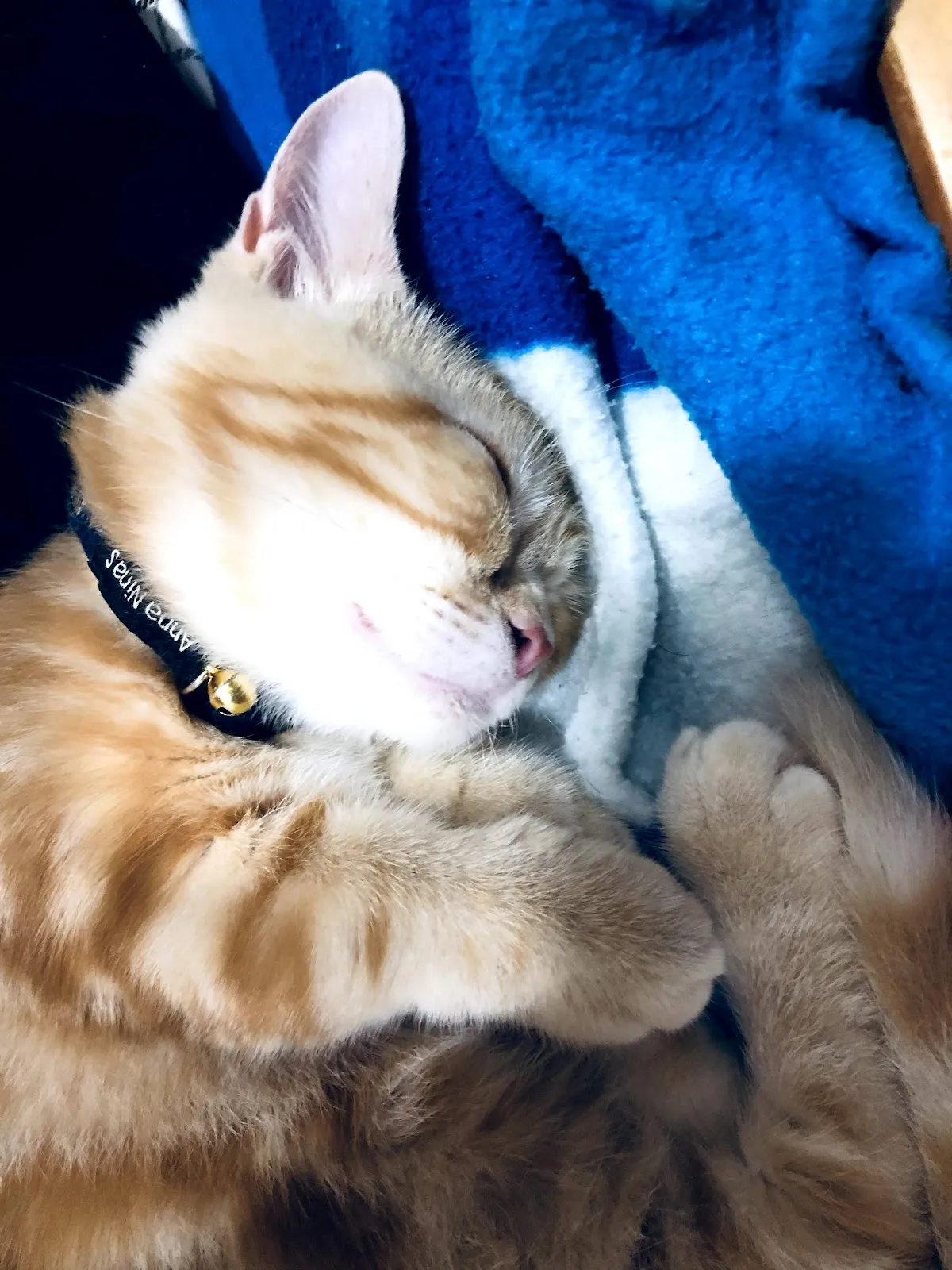 締爾動物醫院
