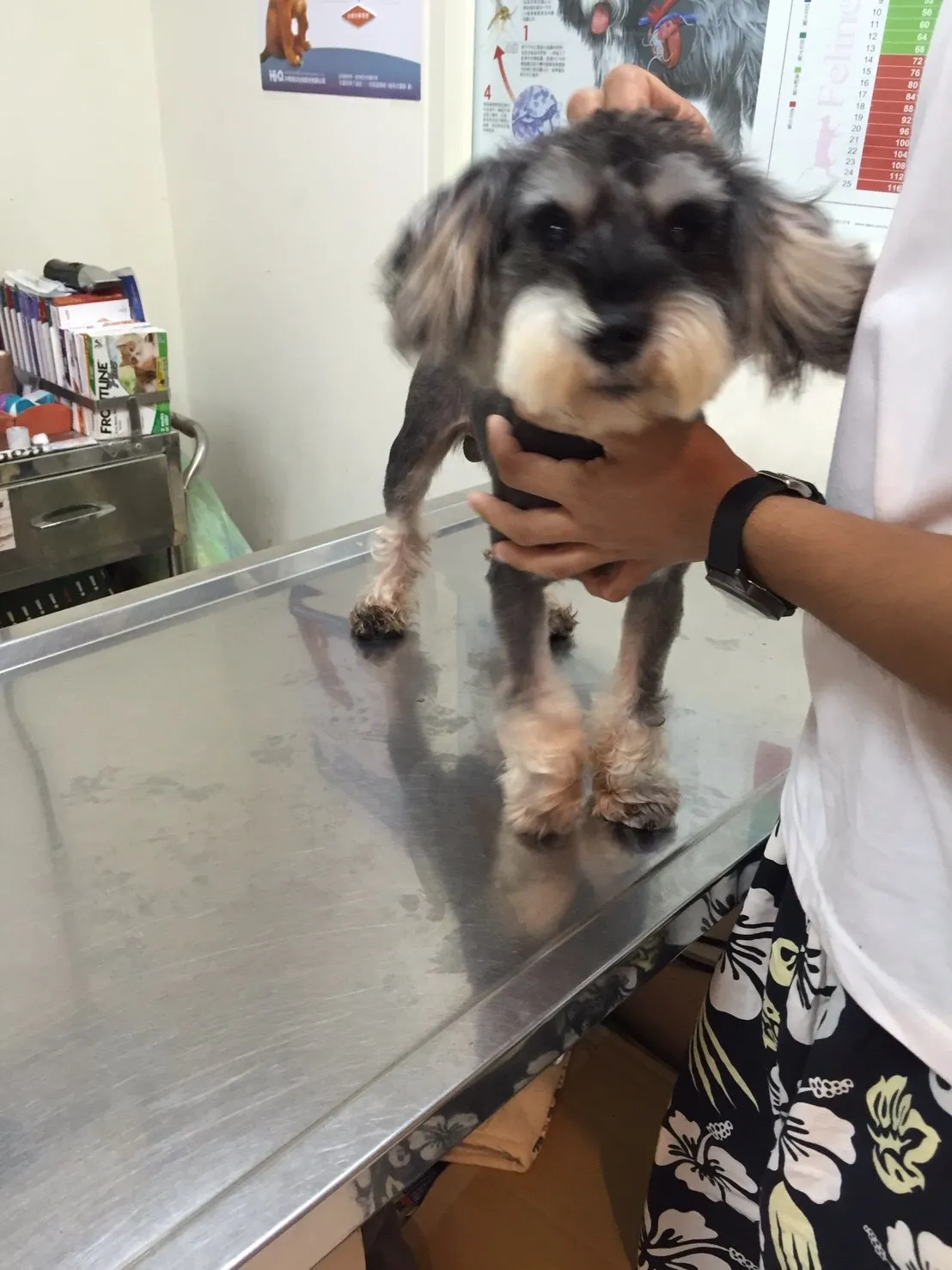 青青動物醫院