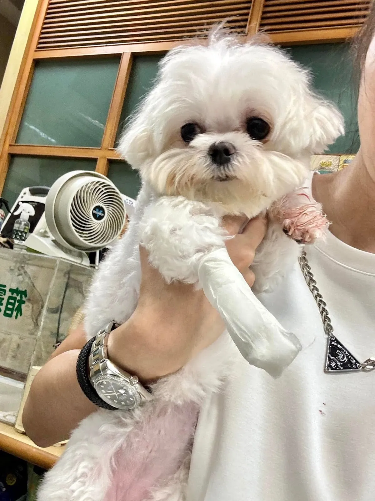 圓慶家畜動物診所