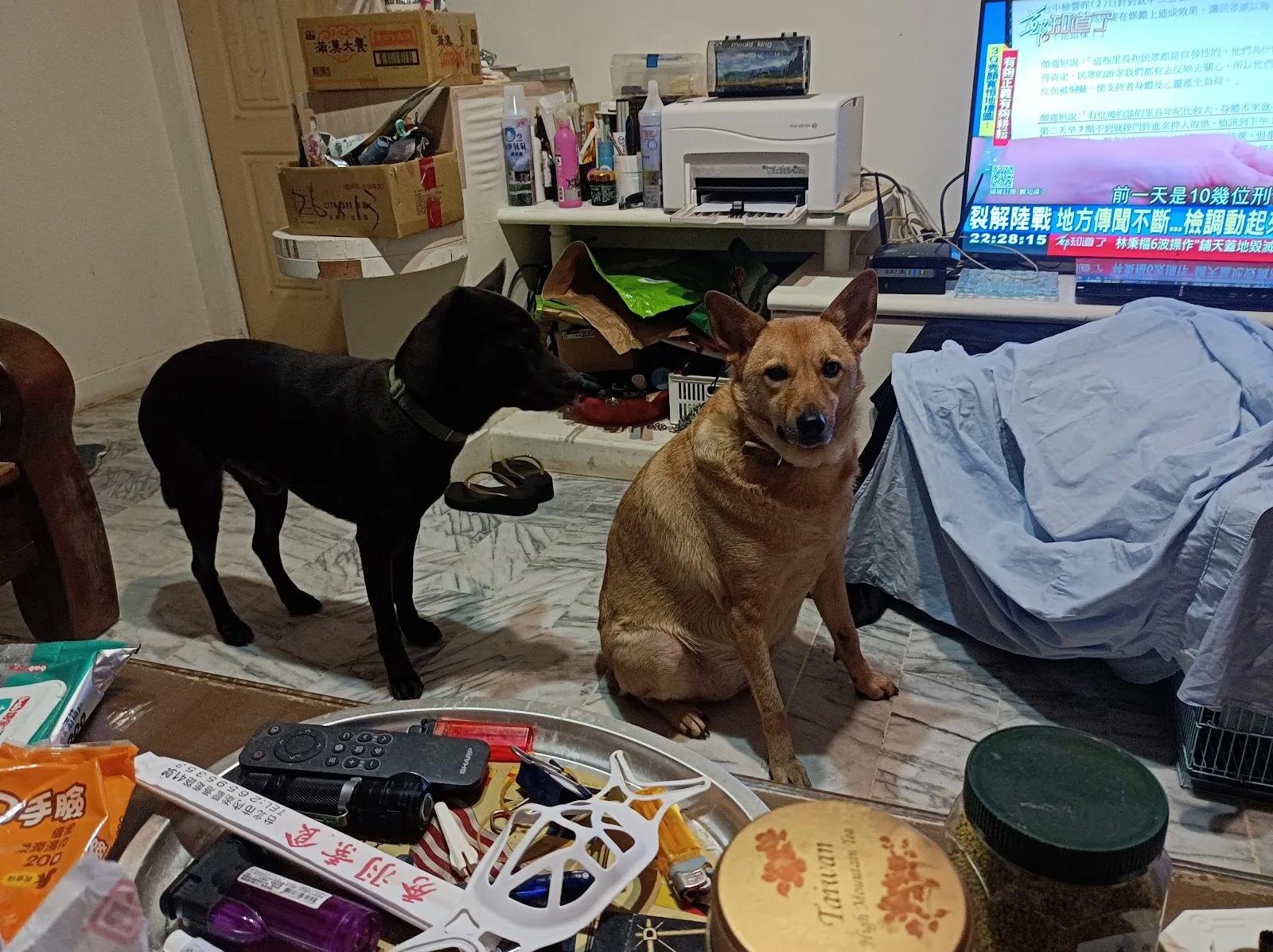 三崟動物診所