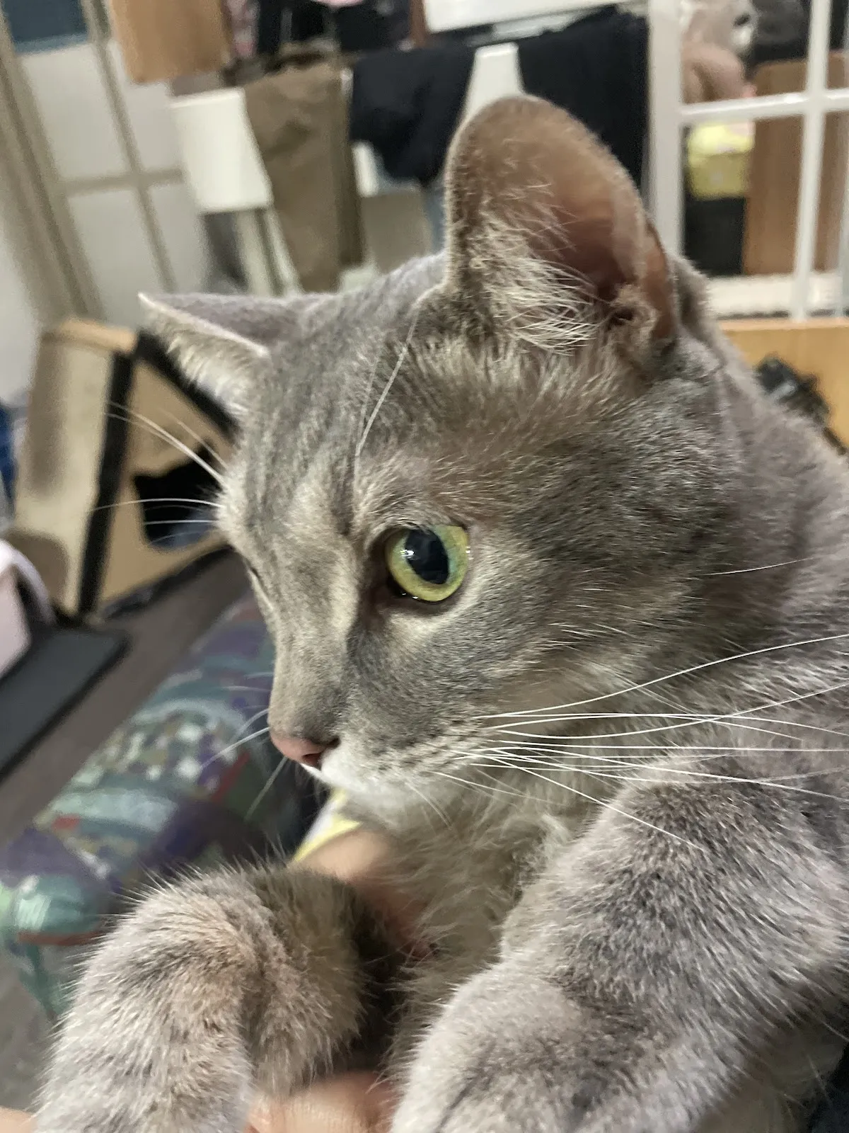 日祥動物醫院