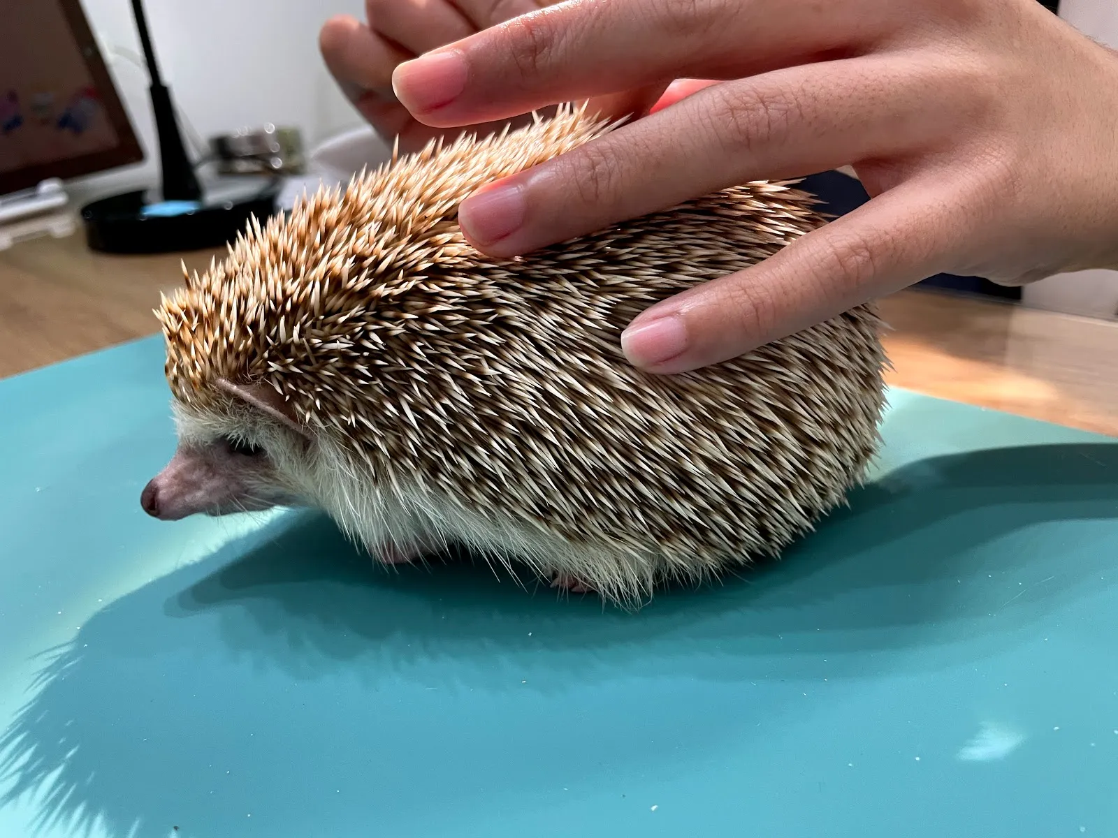 樂蹦動物醫院