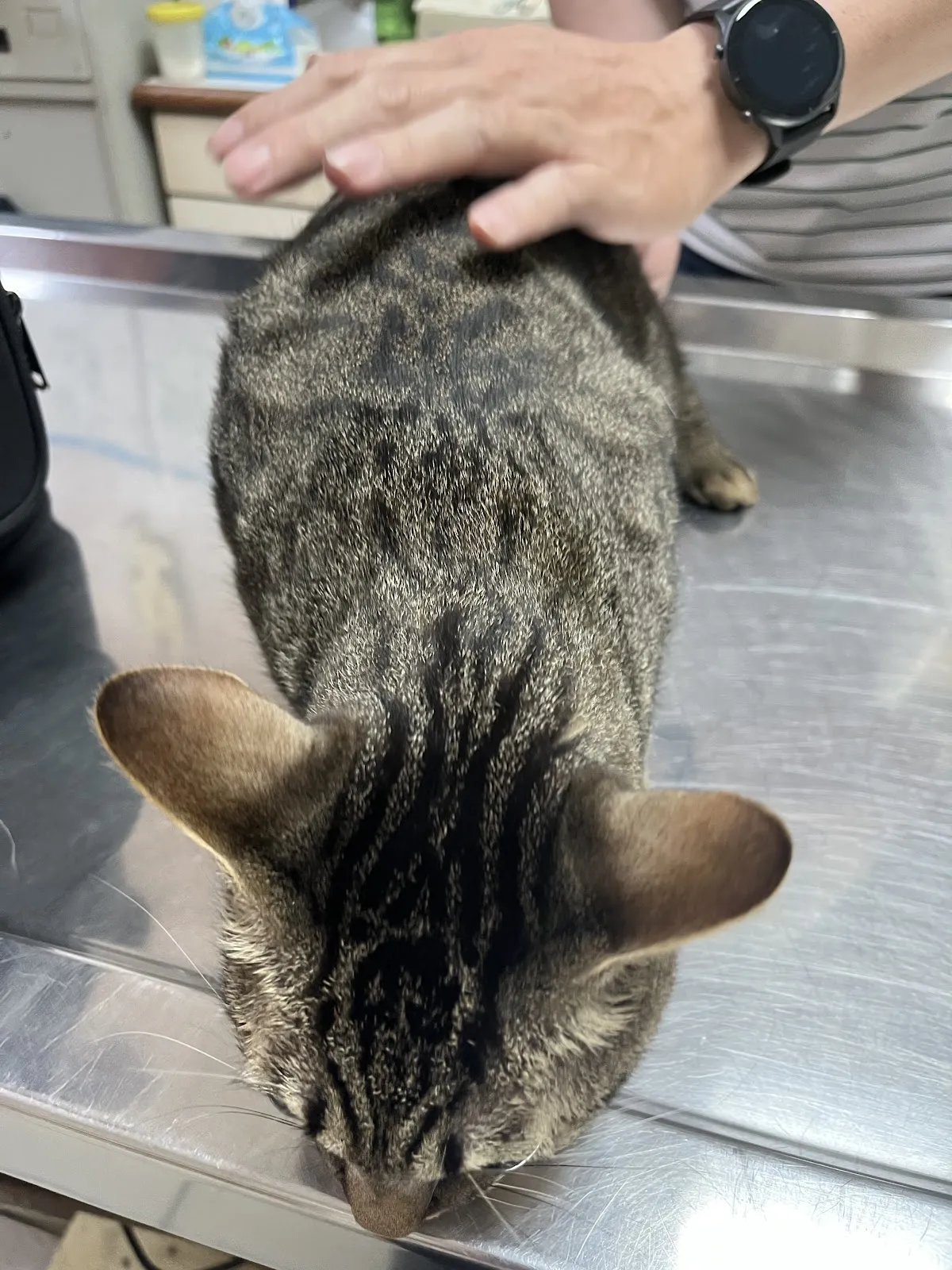 宏仁犬貓動物醫院
