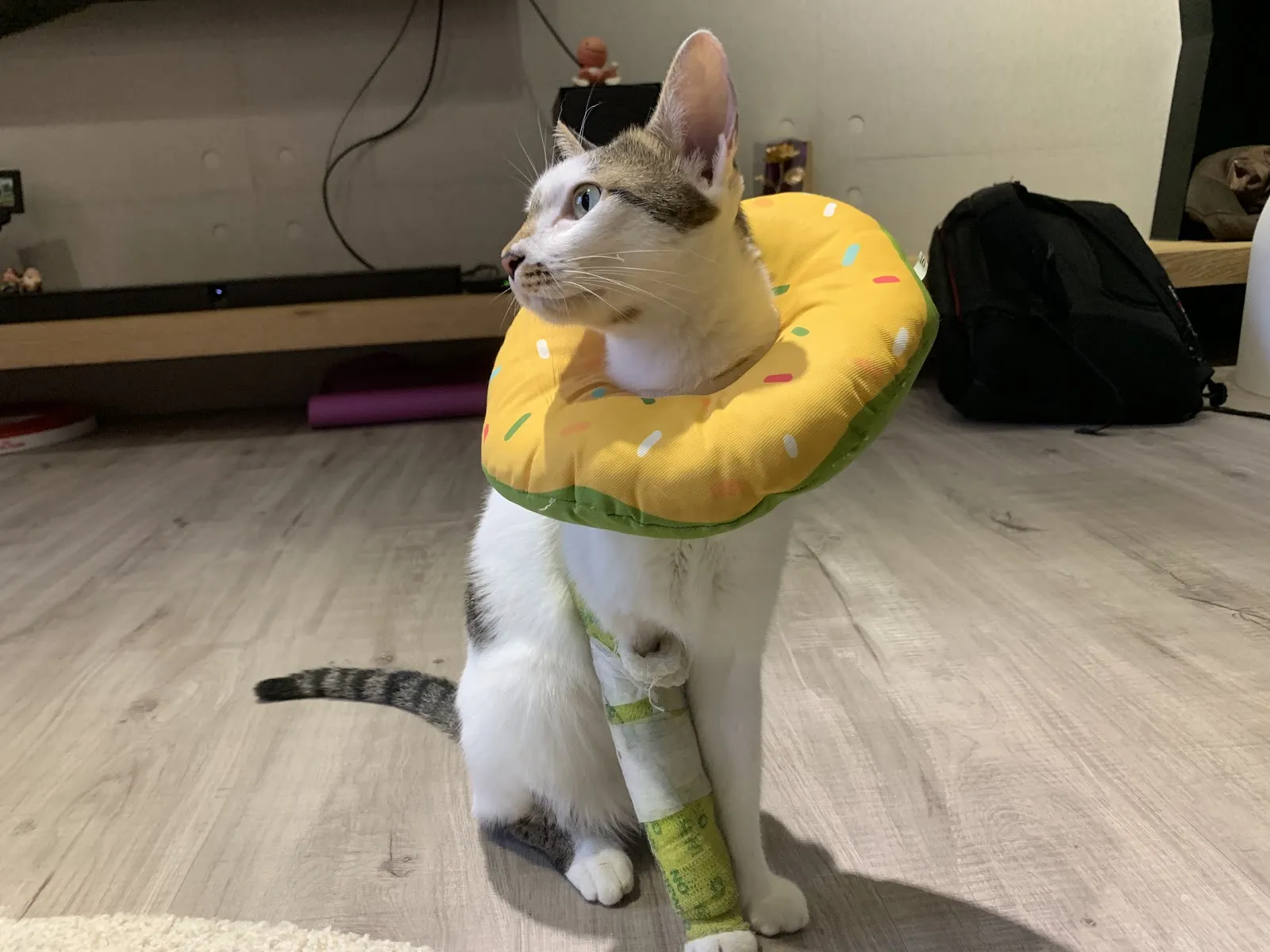 佳護動物醫院