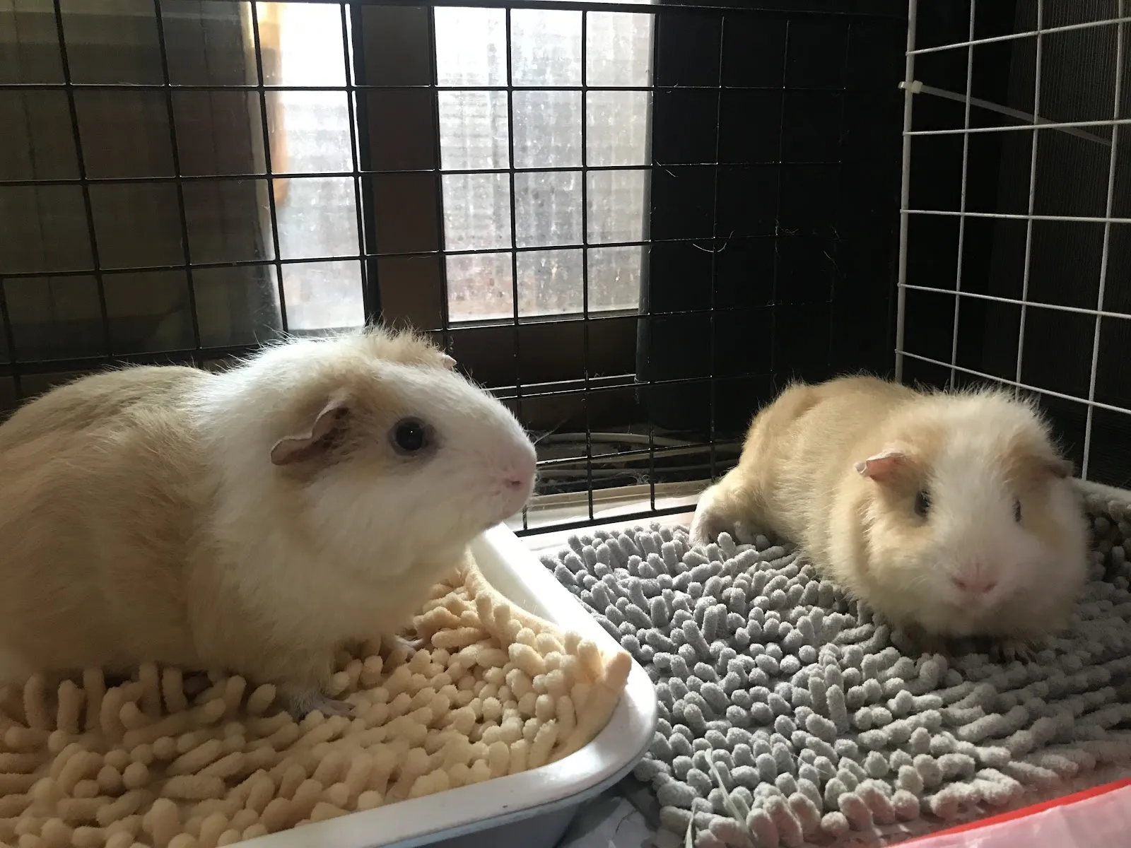 剛果動物醫院