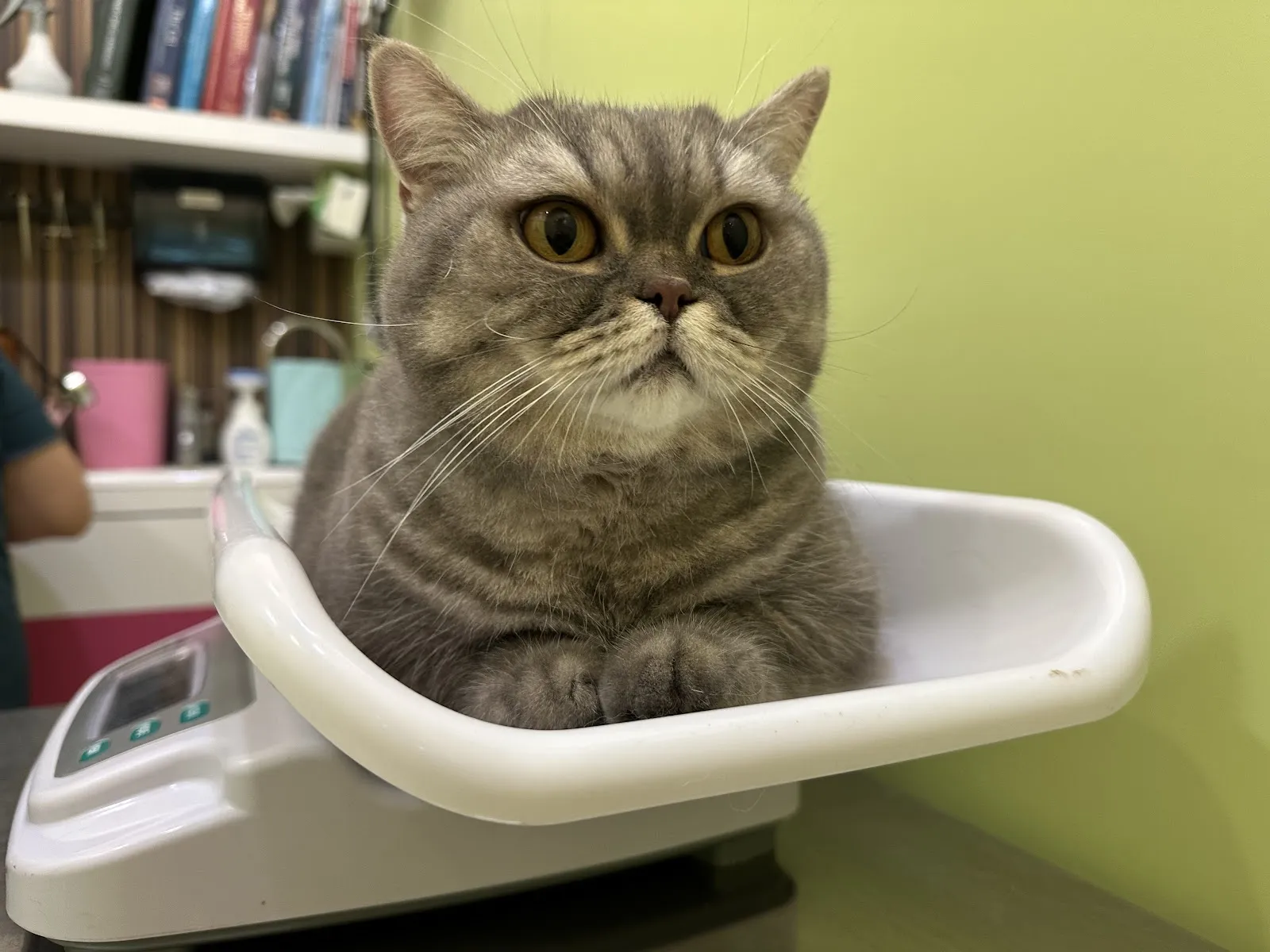 奇異果動物醫院