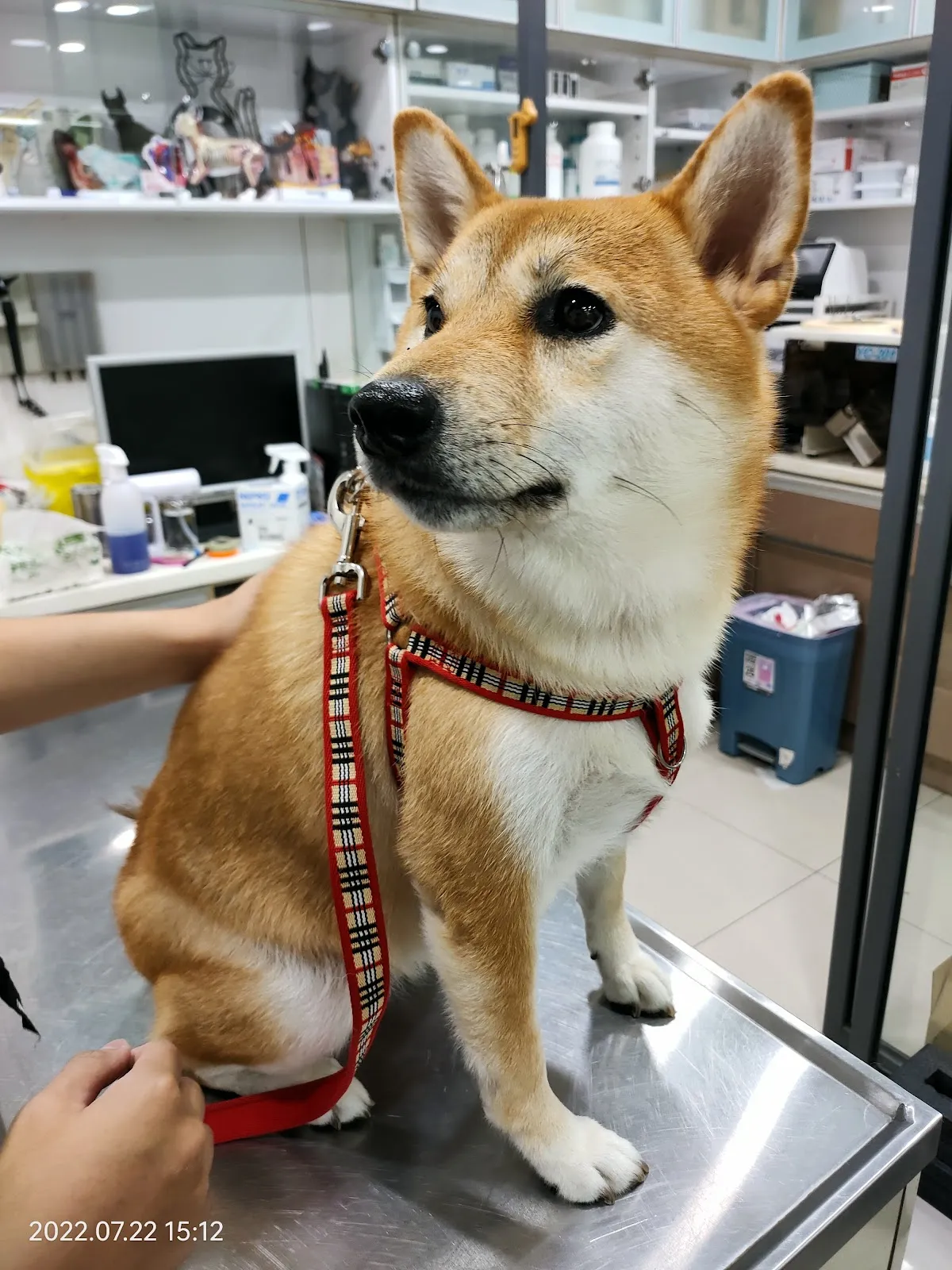 竹林動物醫院