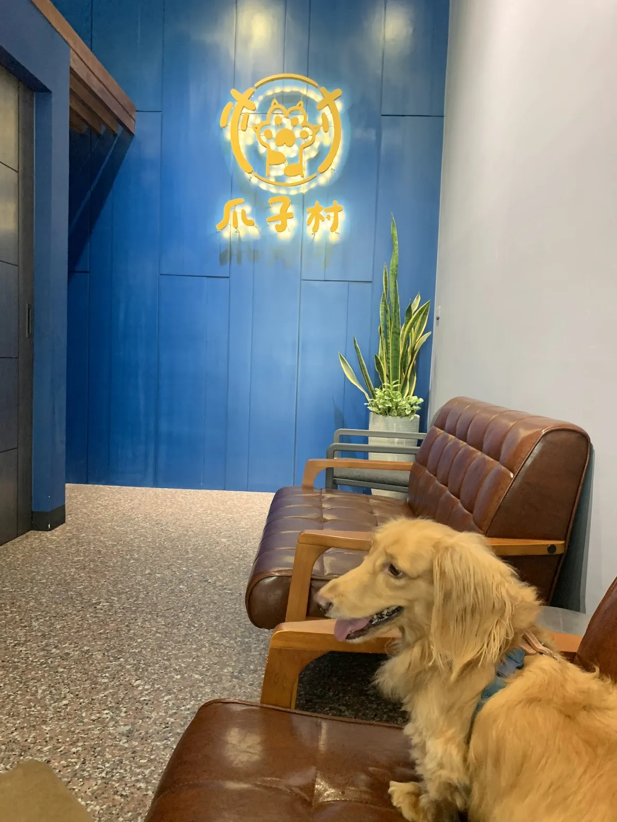 爪子村動物醫院