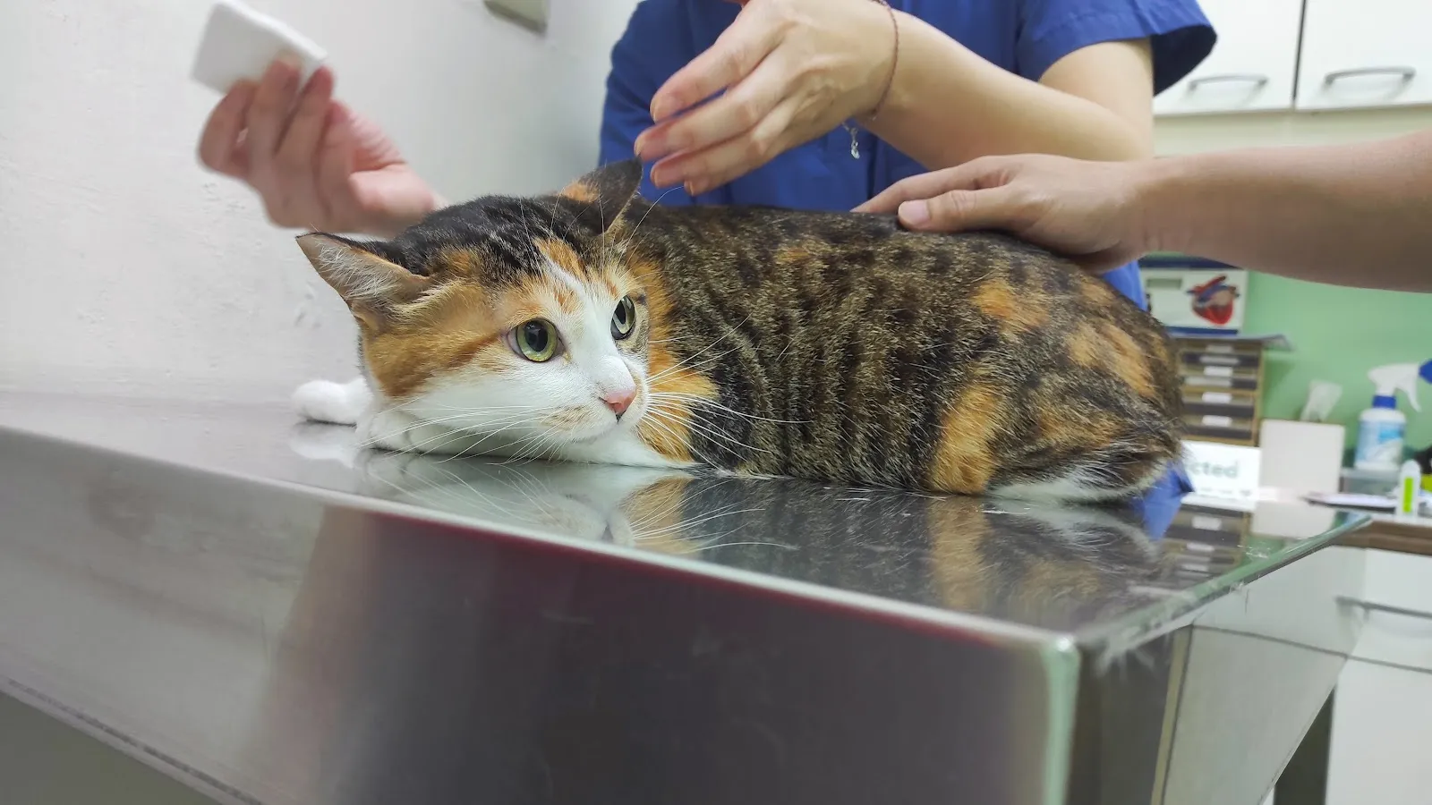 湖光動物醫院