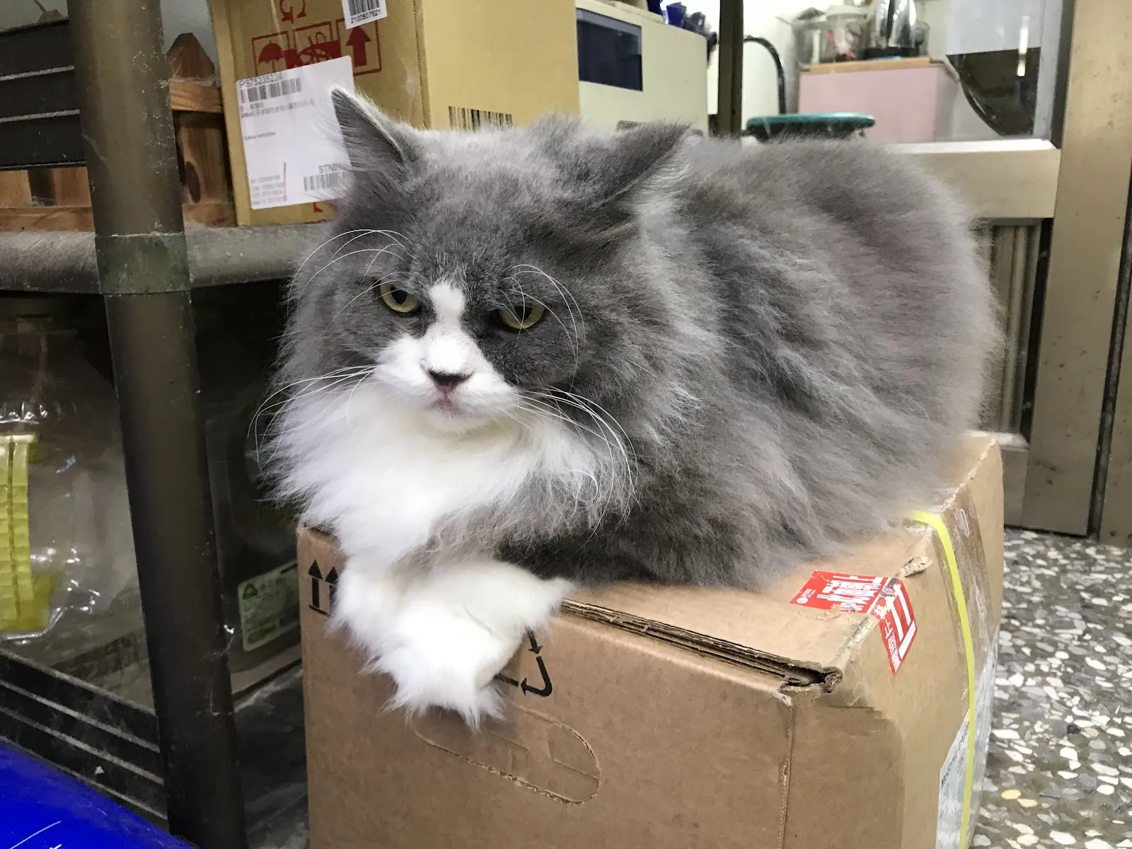 愛心獸醫院