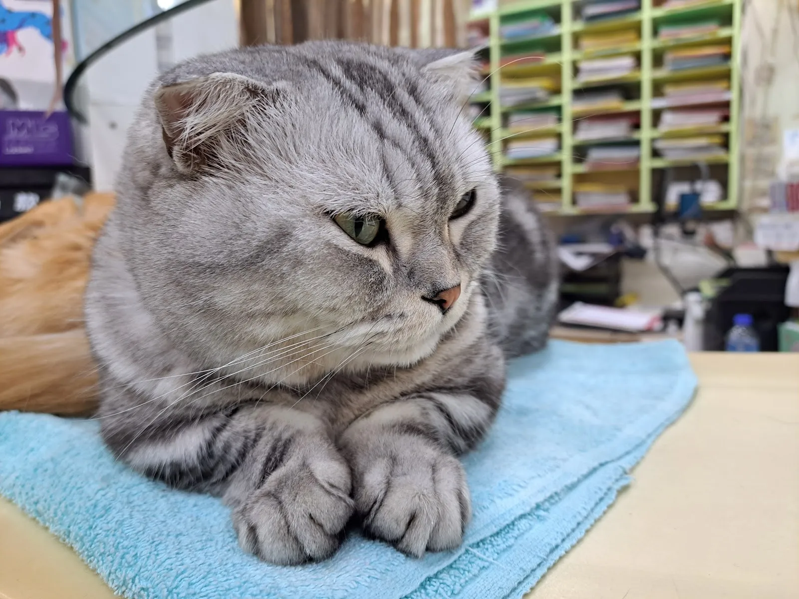 建國動物診所