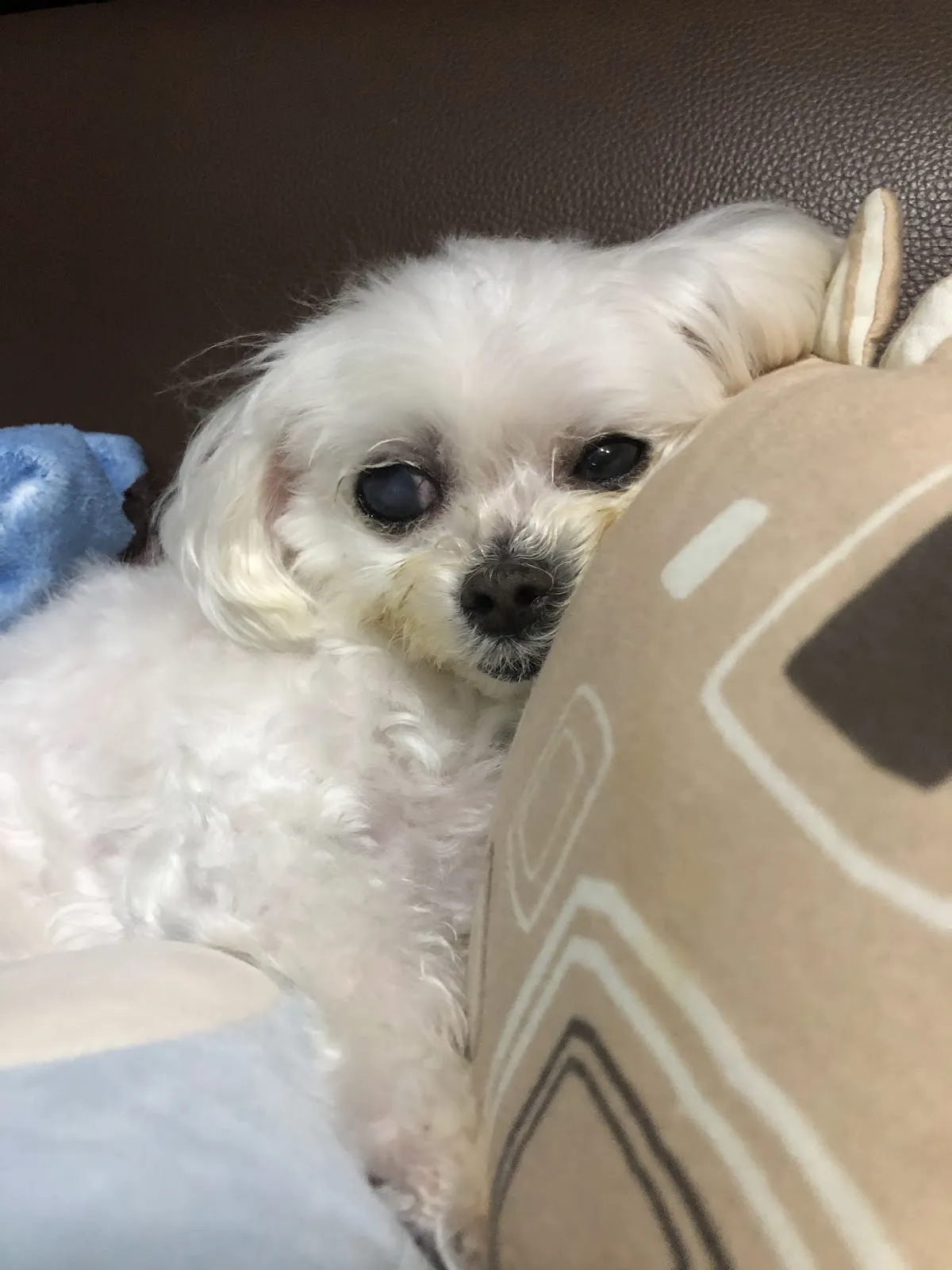 高民動物醫院