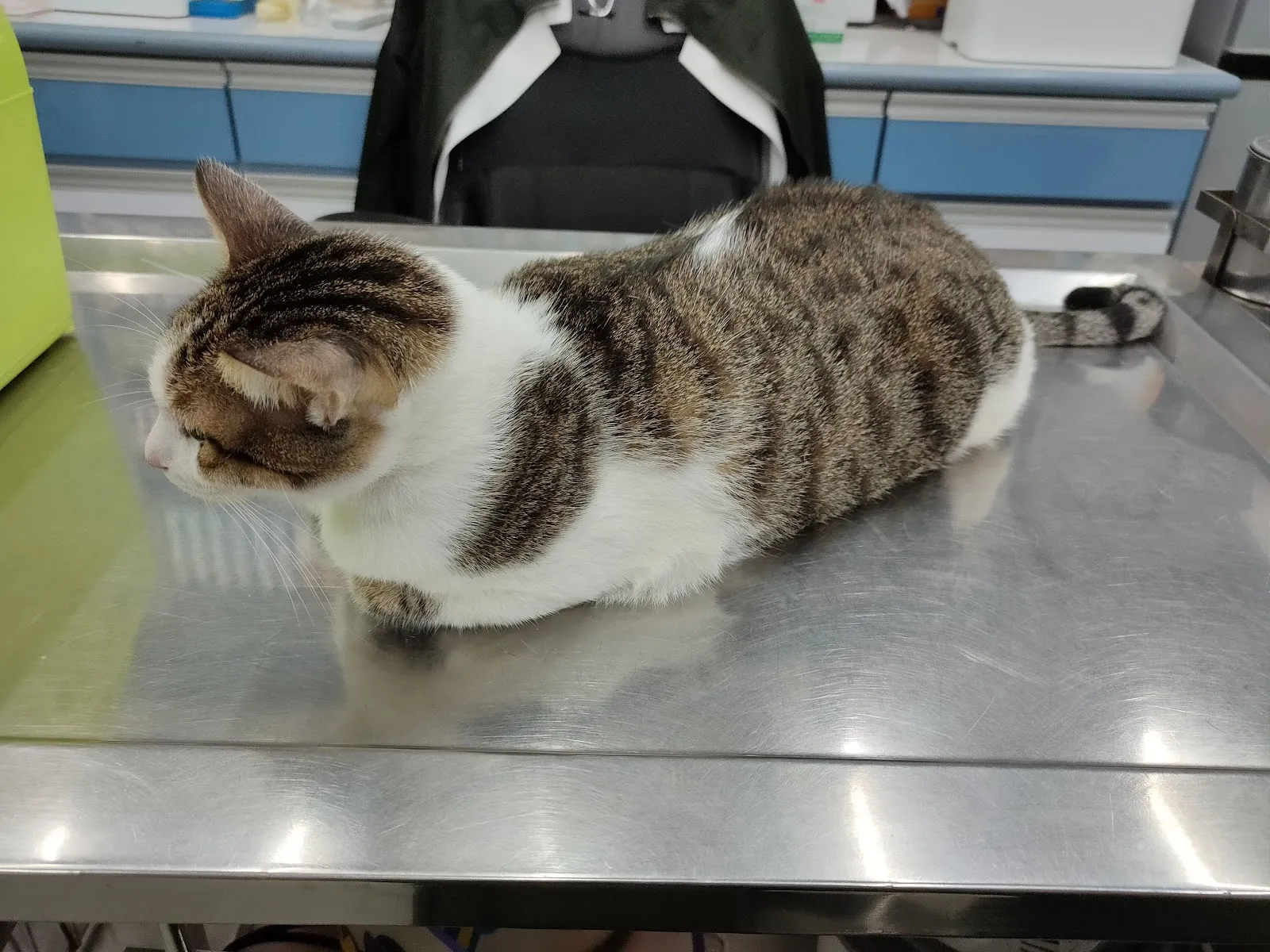愛心動物醫院