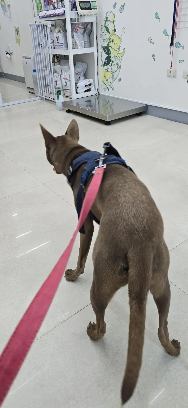 底佳動物醫院