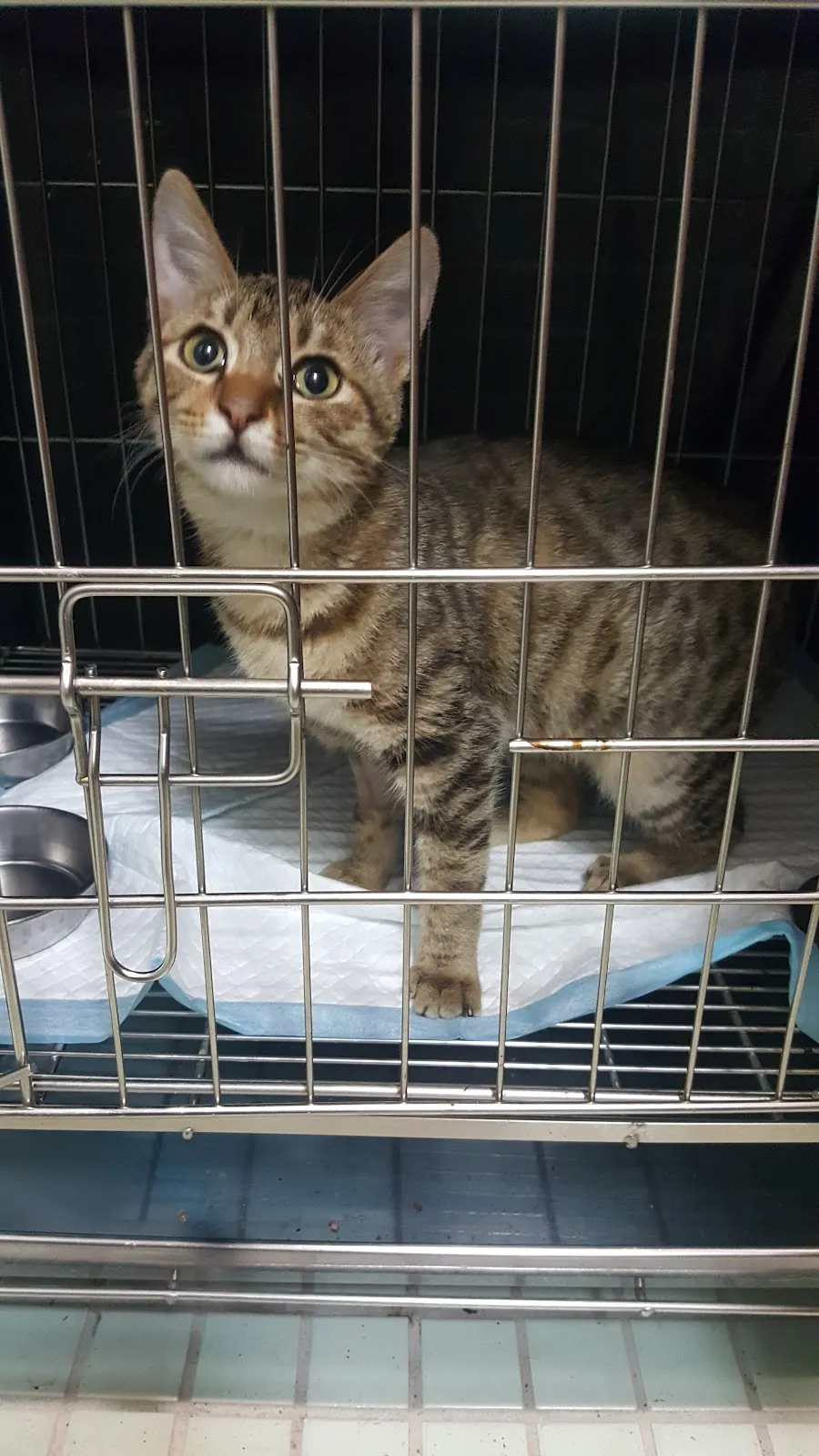 湖光動物醫院