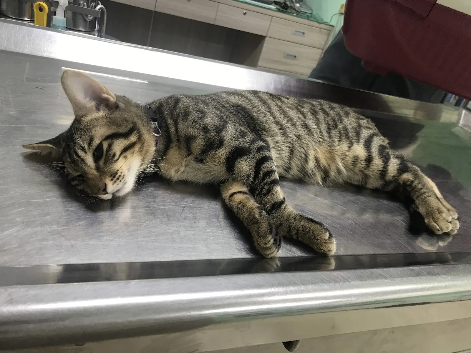 安生動物醫院