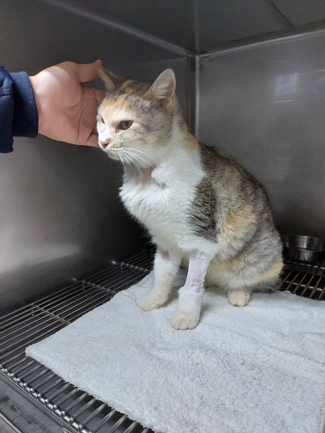 家馨動物醫院
