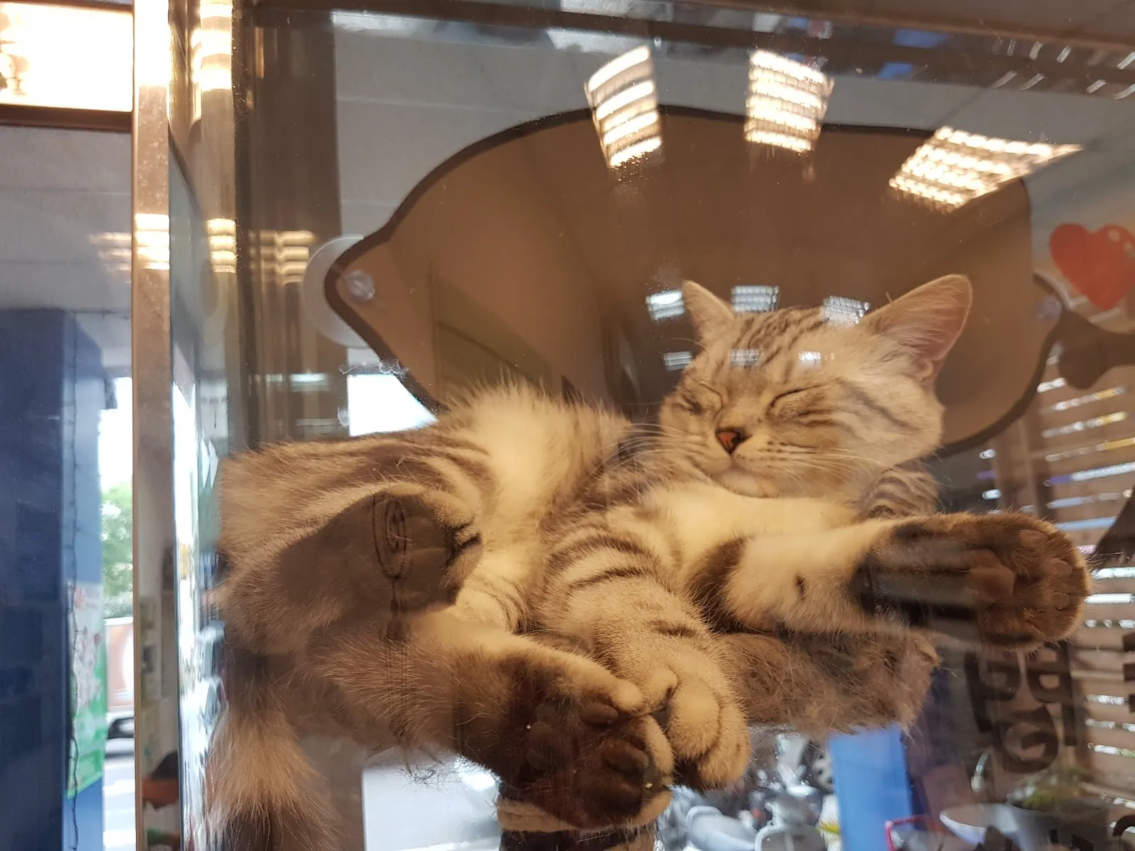 大心動物醫院