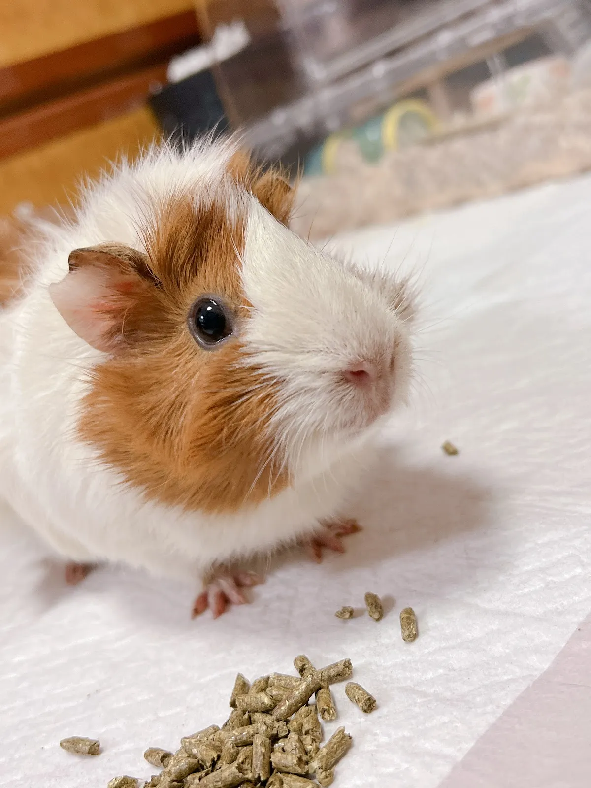 綠野動物醫院