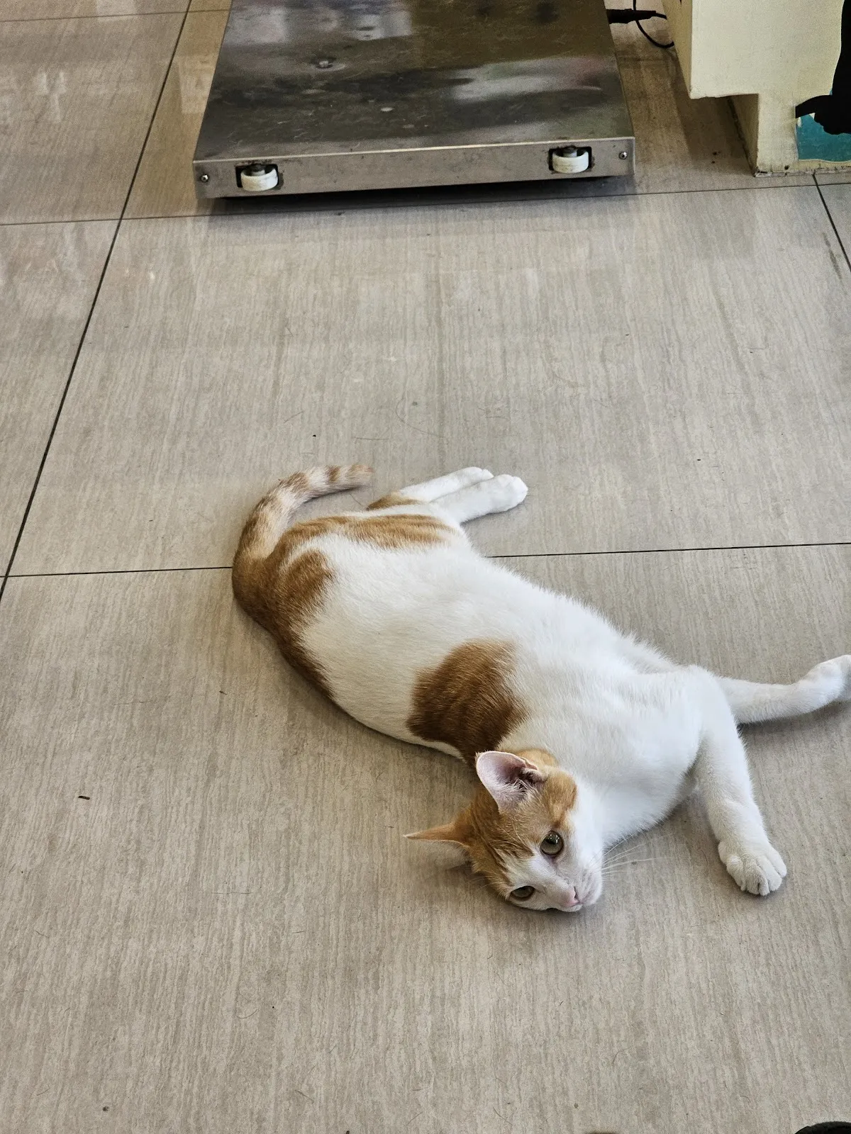 乙泰動物醫院