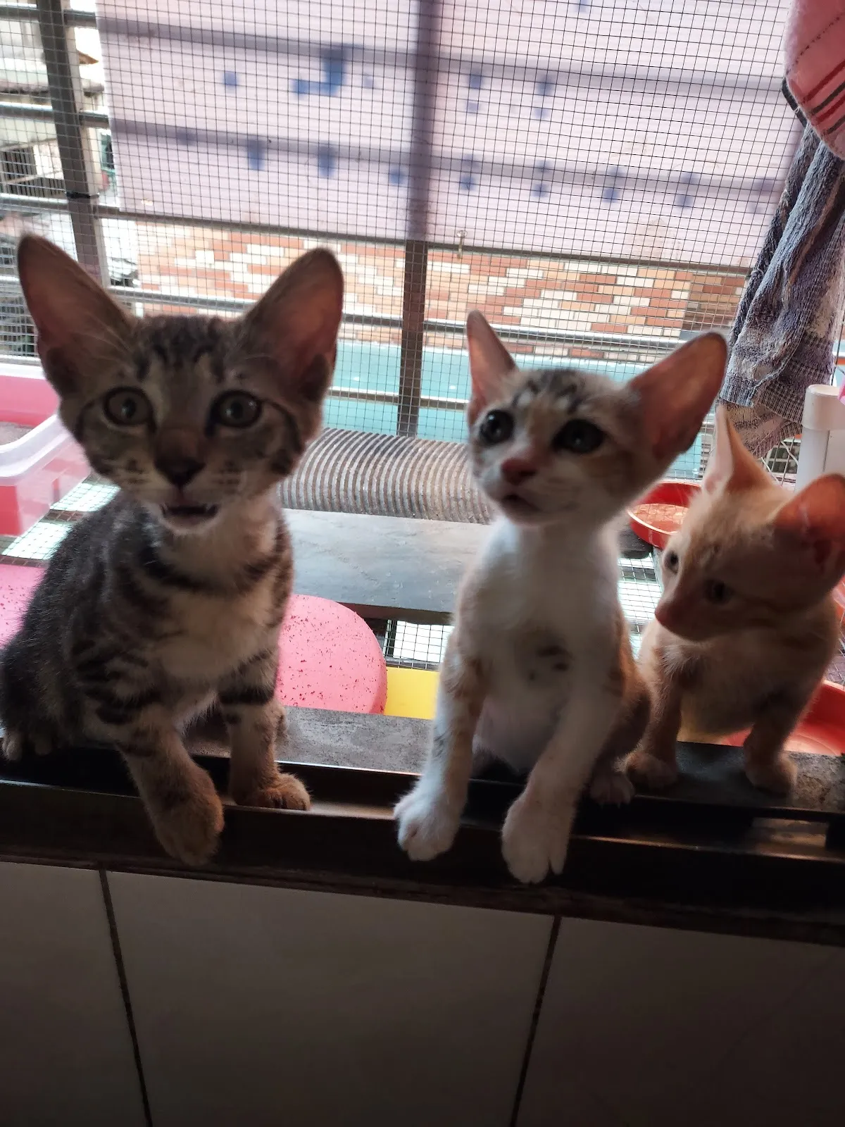 港墘動物醫院