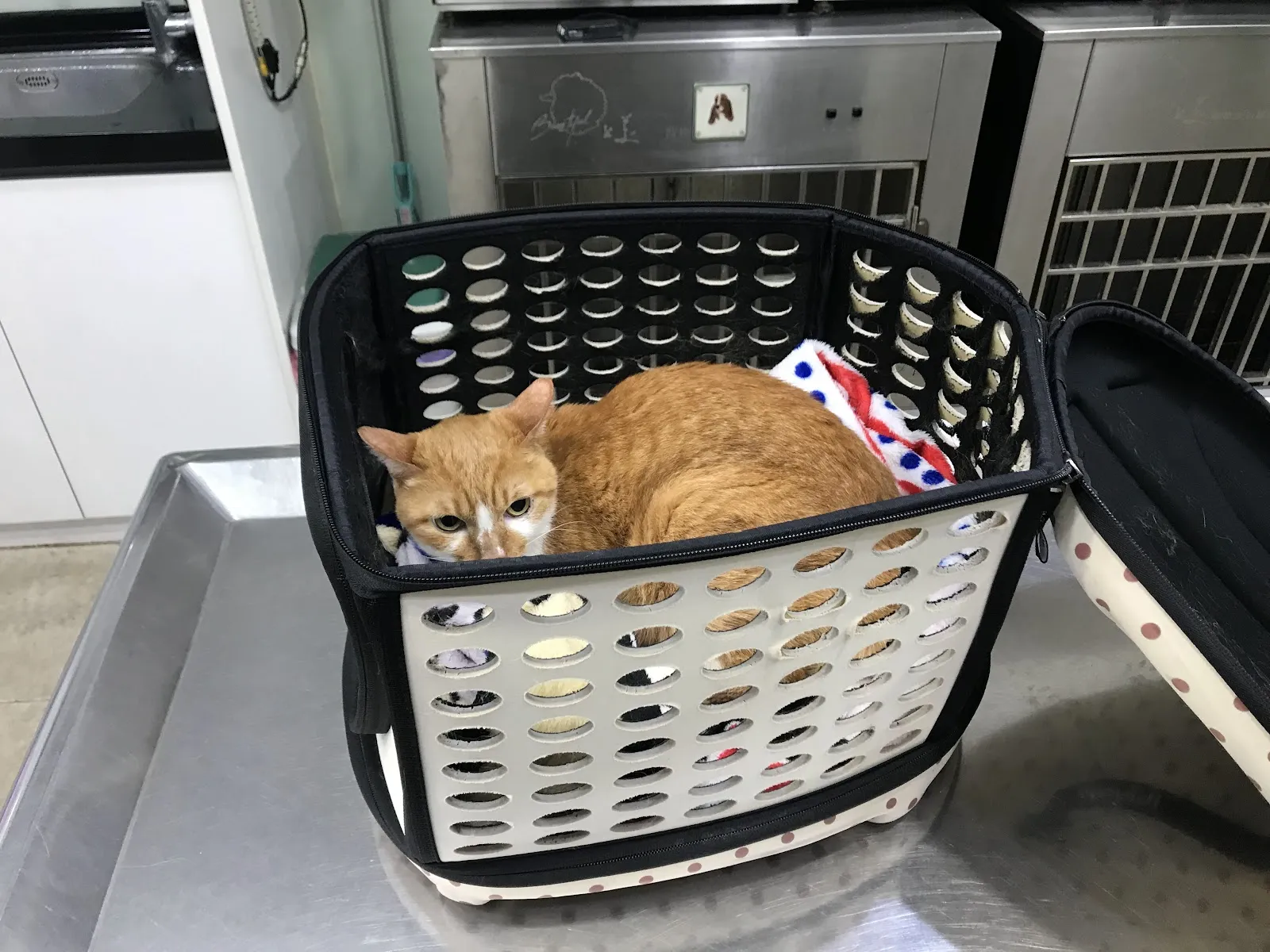 正安動物醫院
