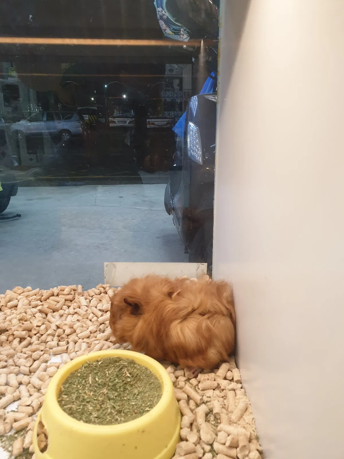 東海天興動物醫院