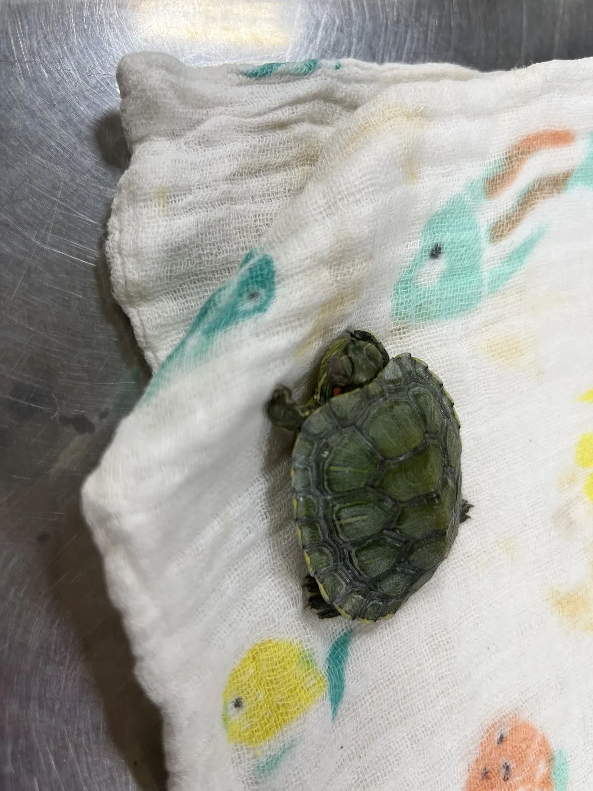 良醫動物醫院