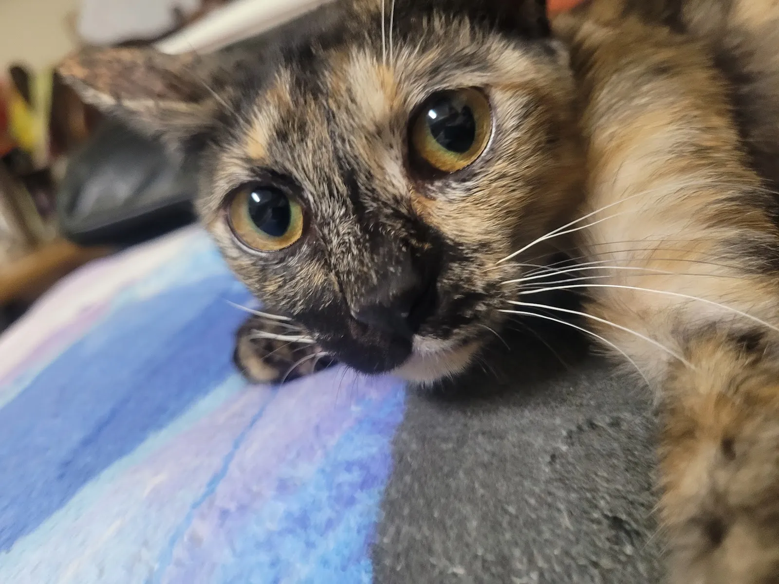 自強動物醫院