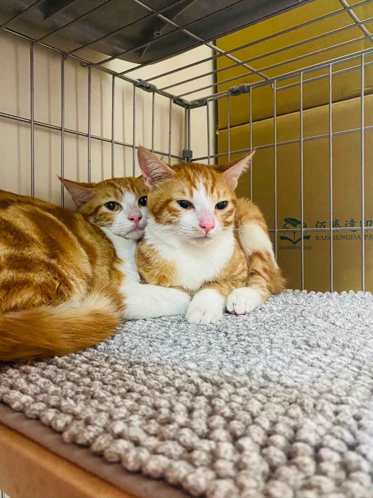佳恩動物醫院