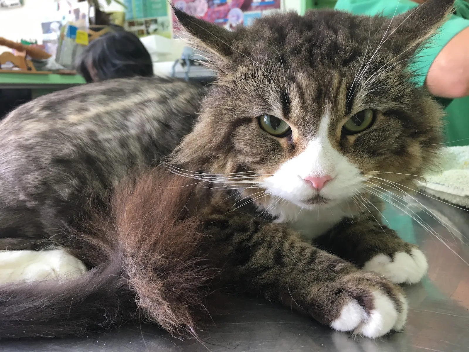 維醫動物醫院