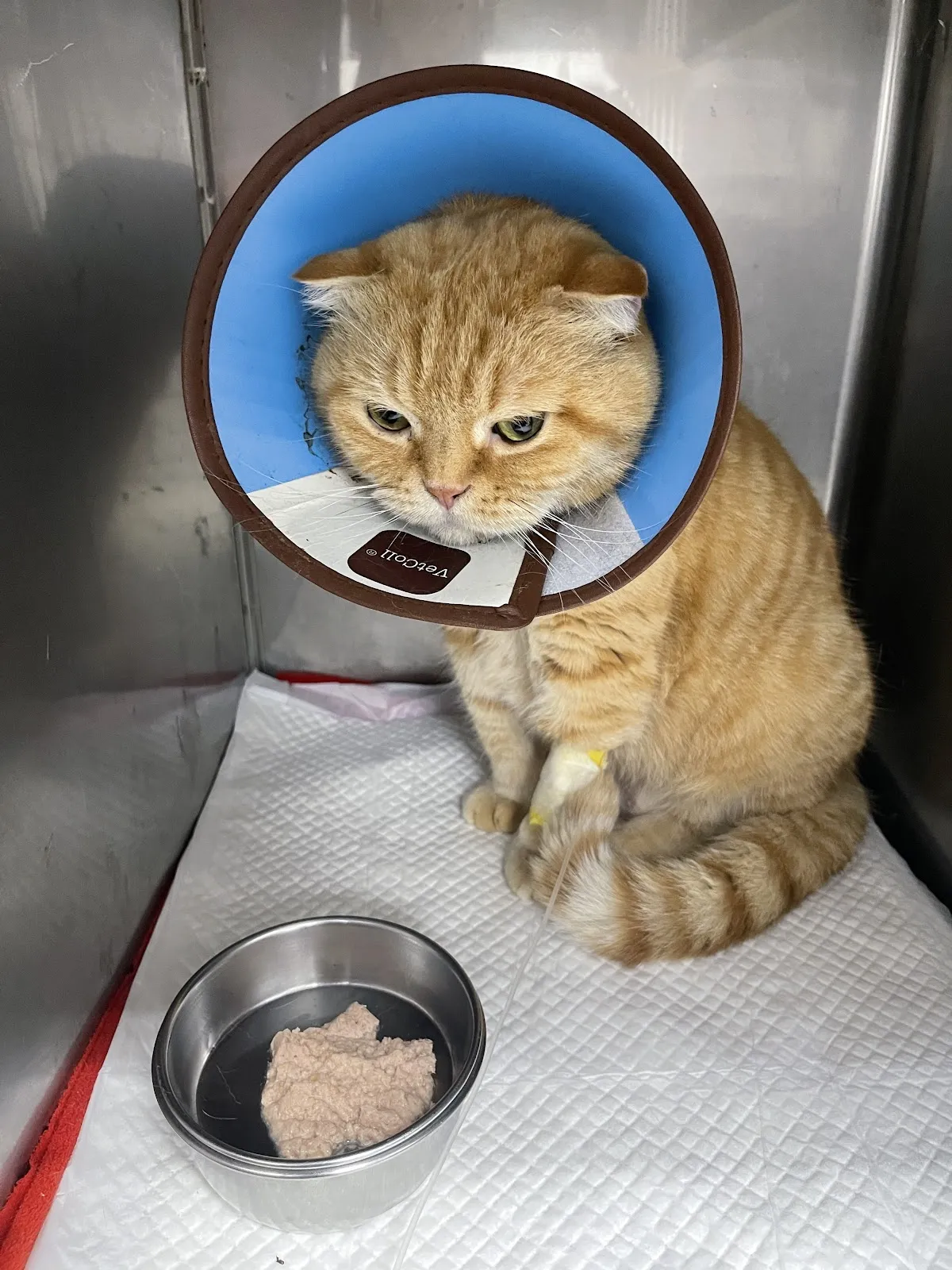 慈愛動物醫院中港分院