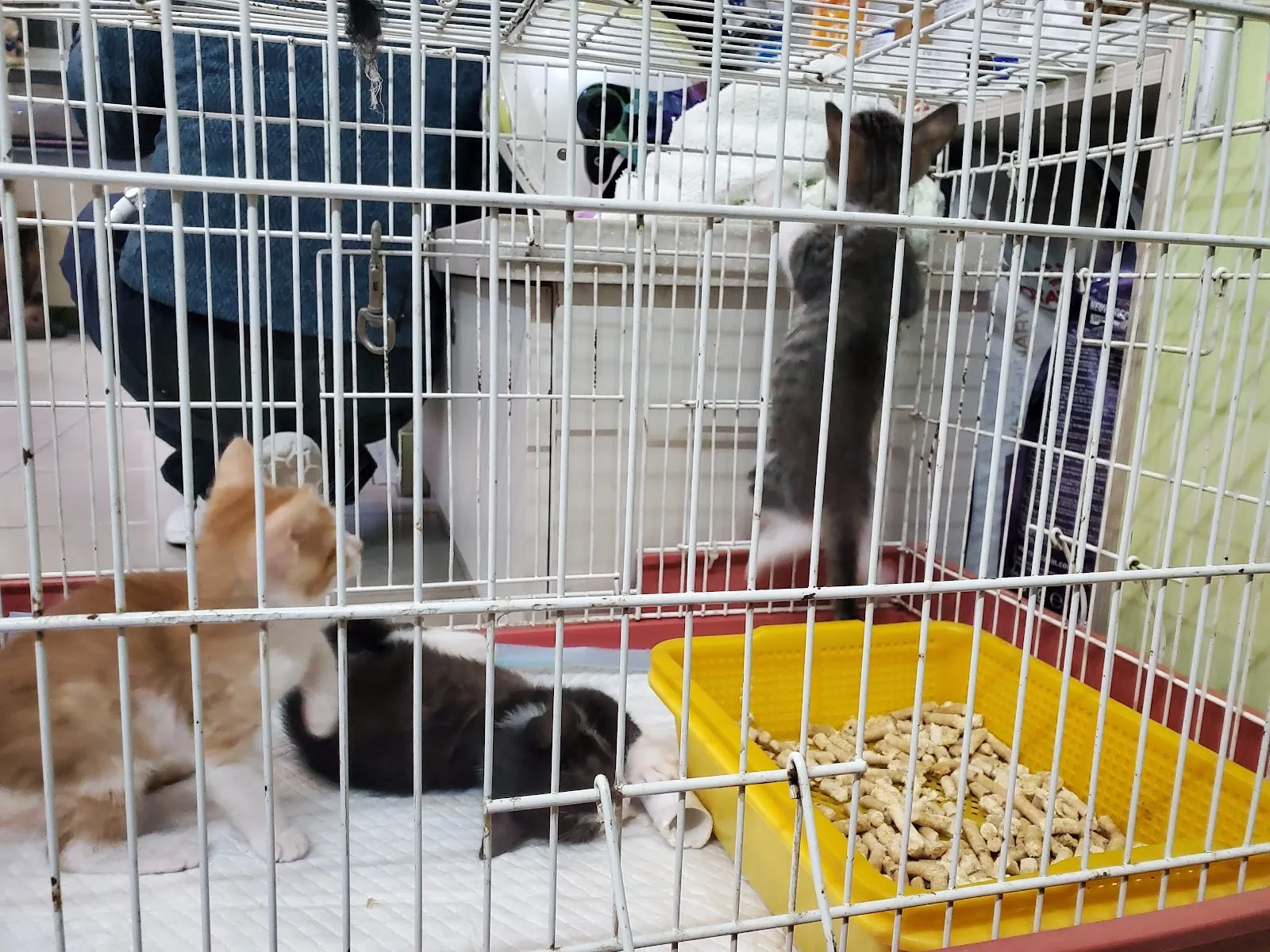 西湖動物醫院