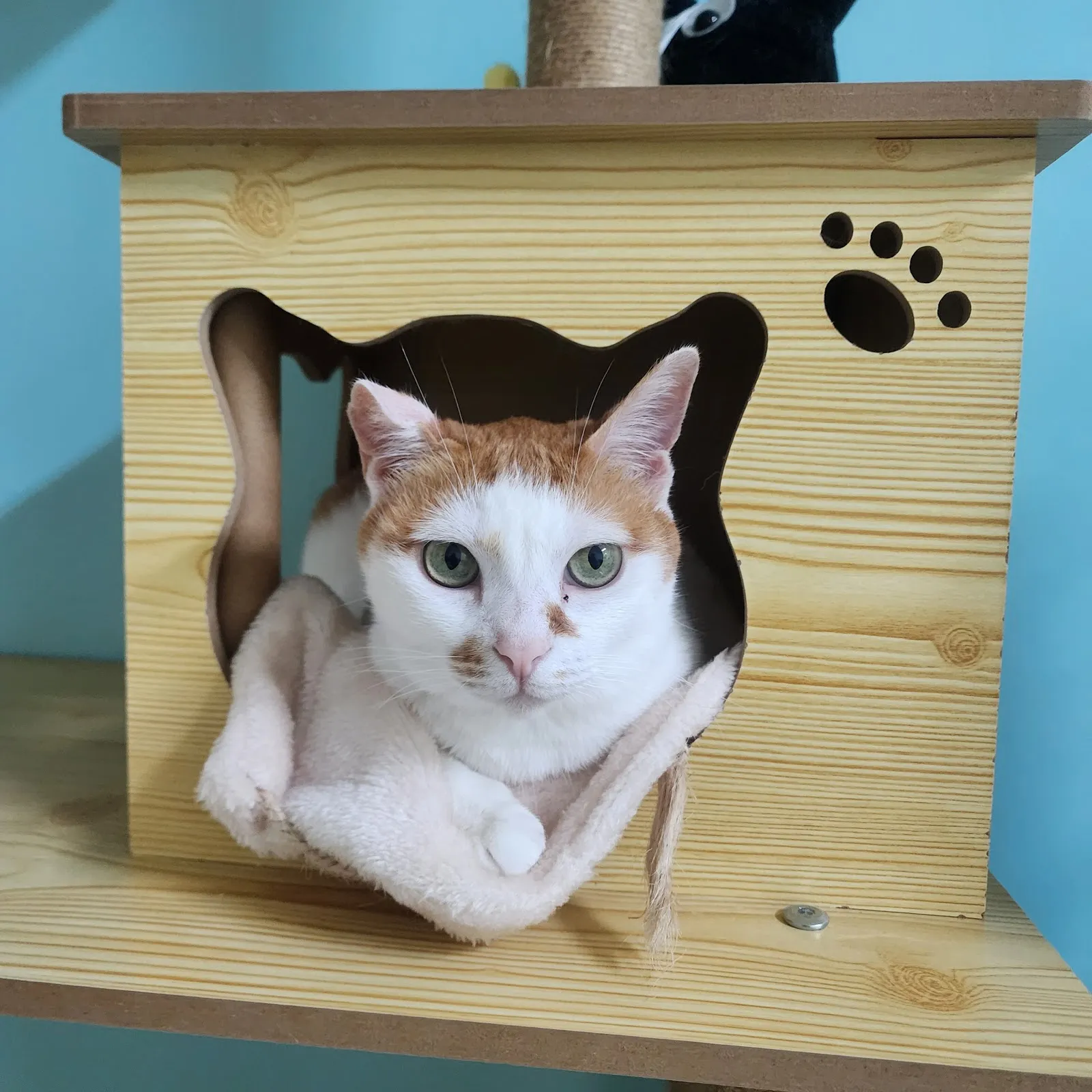 珍愛動物醫院
