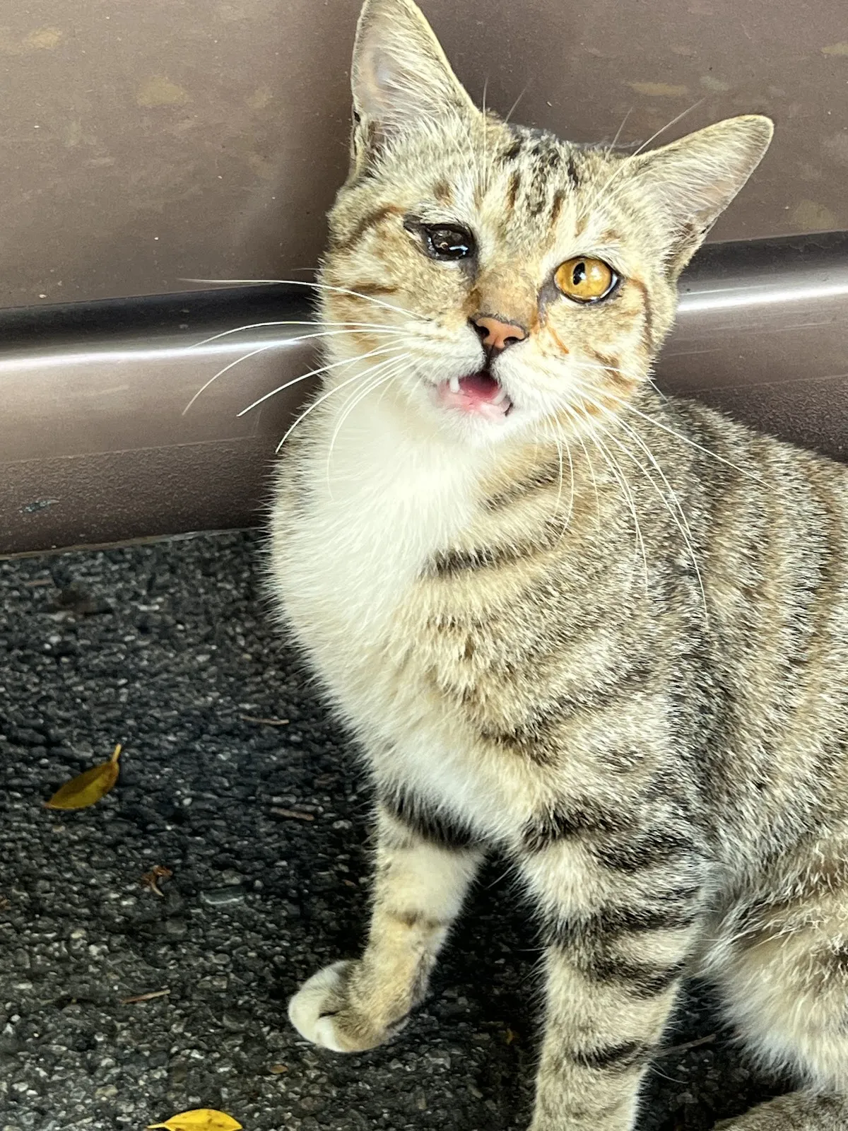 迎光動物醫院