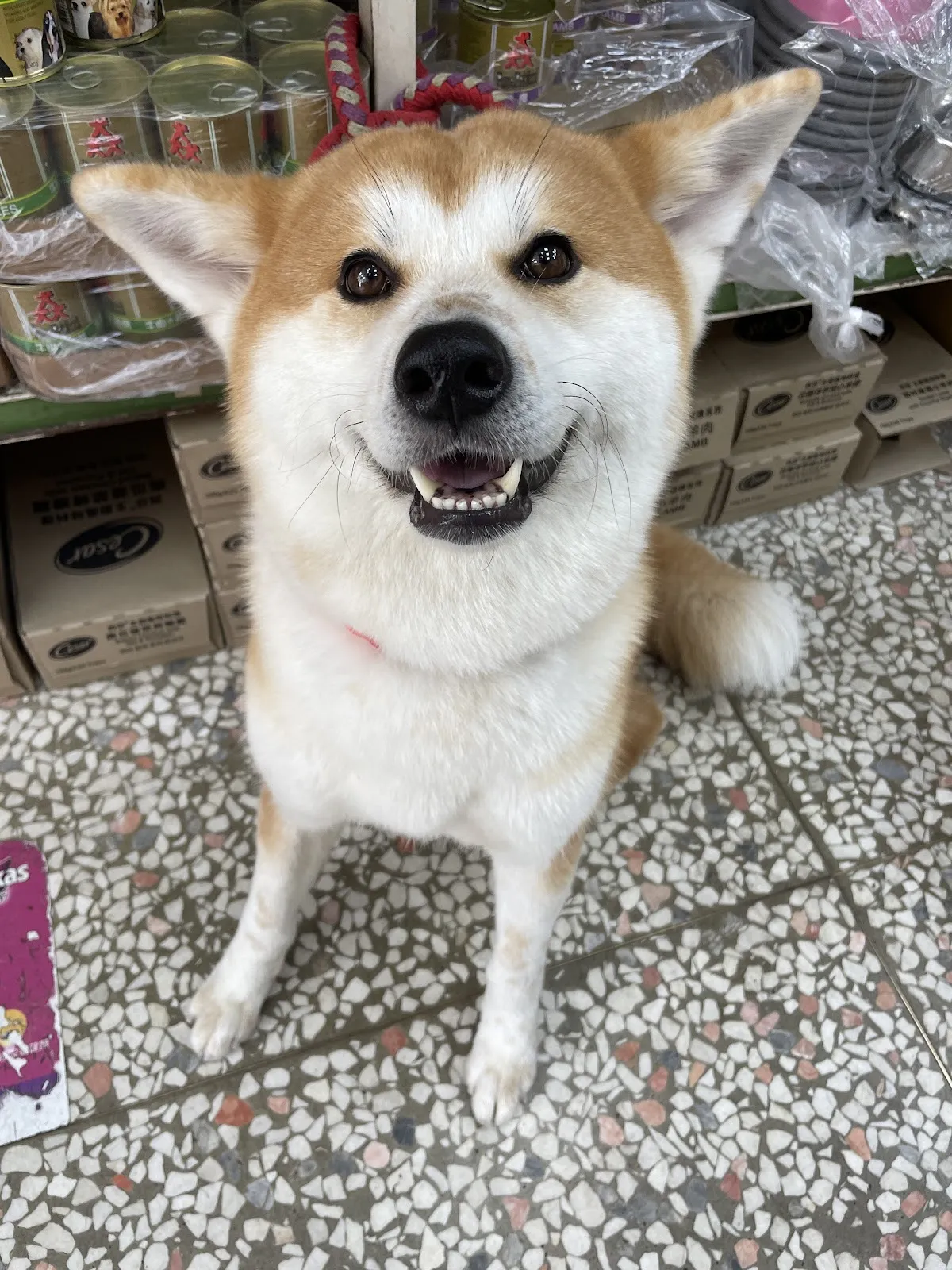 安和動物醫院