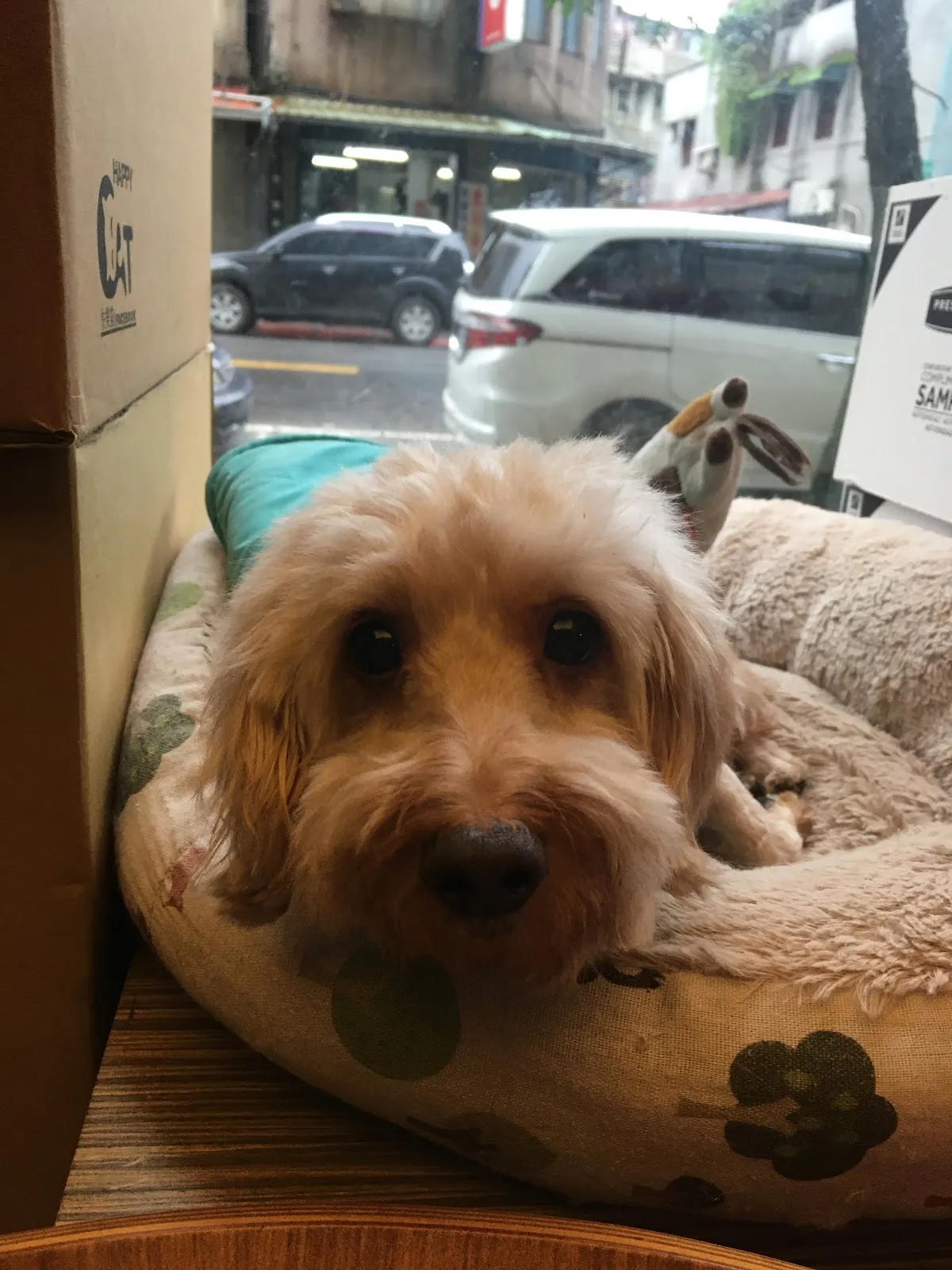 維恩動物醫院