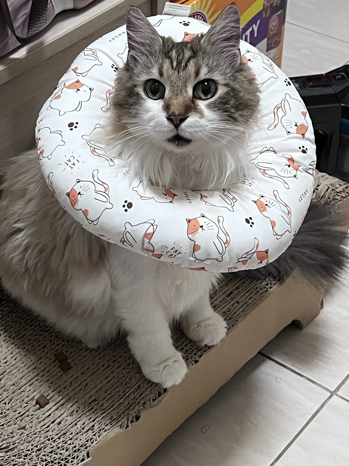 強生動物醫院
