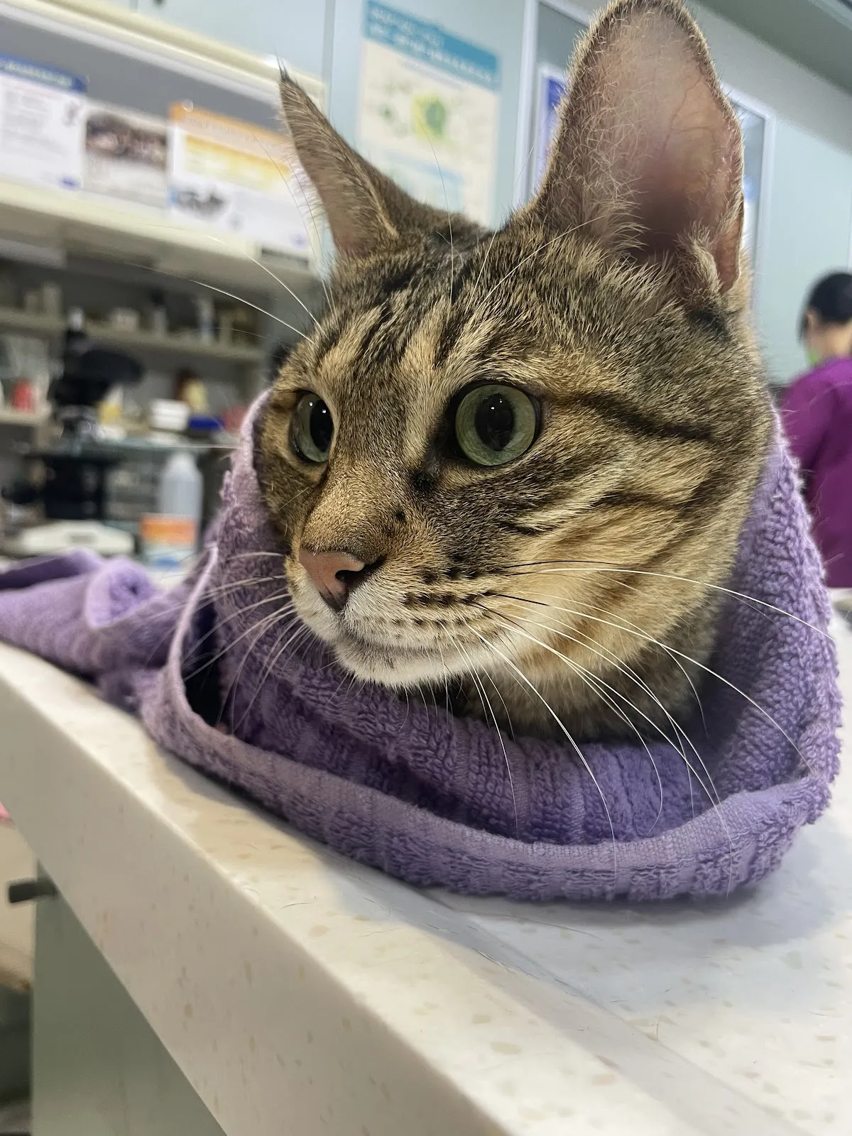 田中政男動物醫院