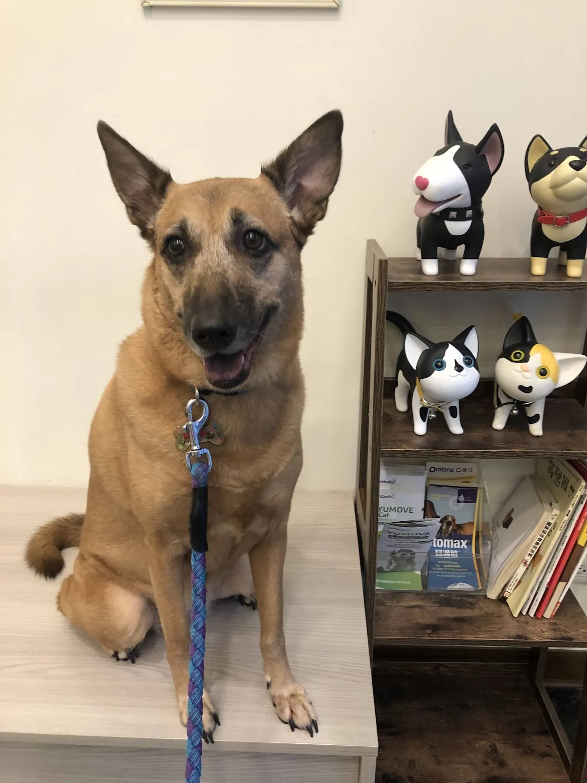 依努動物醫院