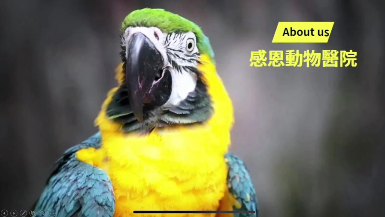 感恩動物醫院
