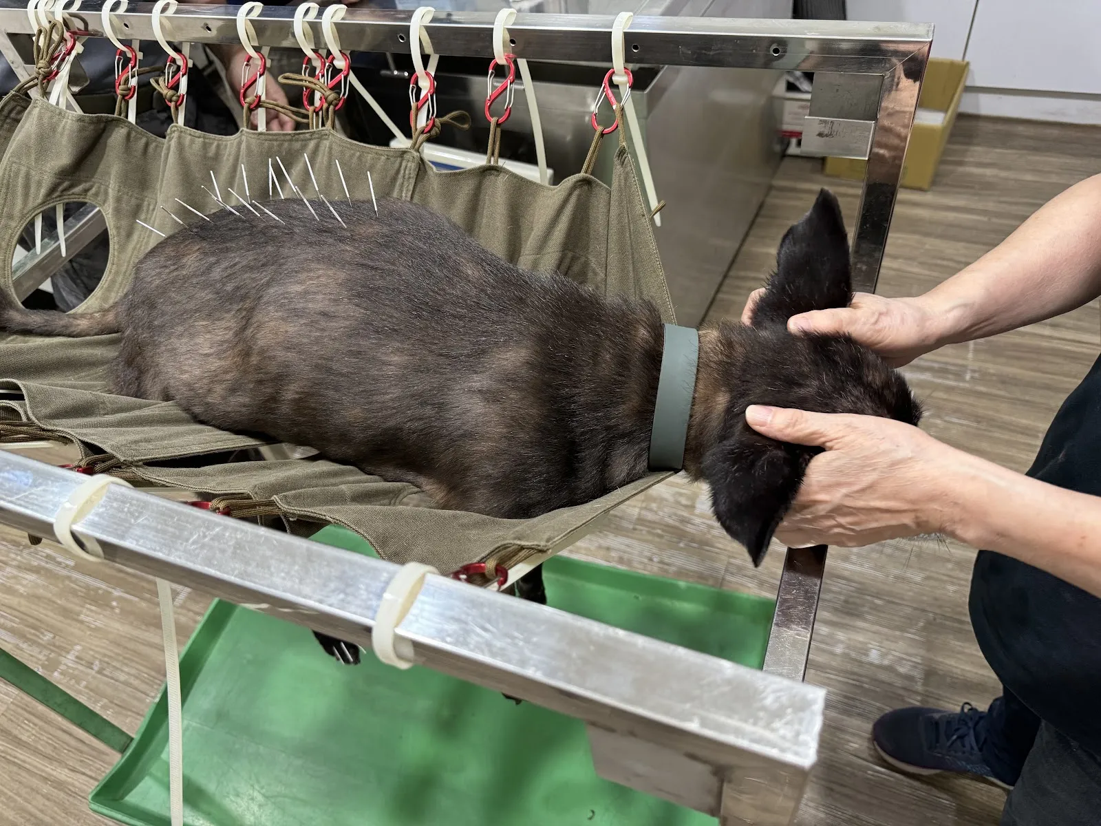 人人動物醫院