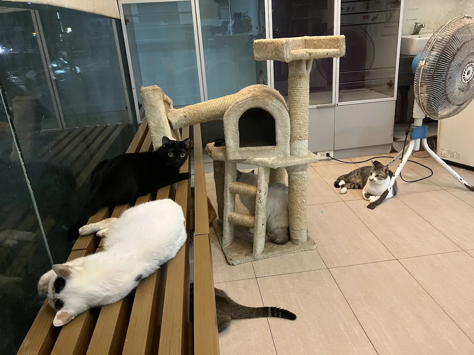新竺動物醫院