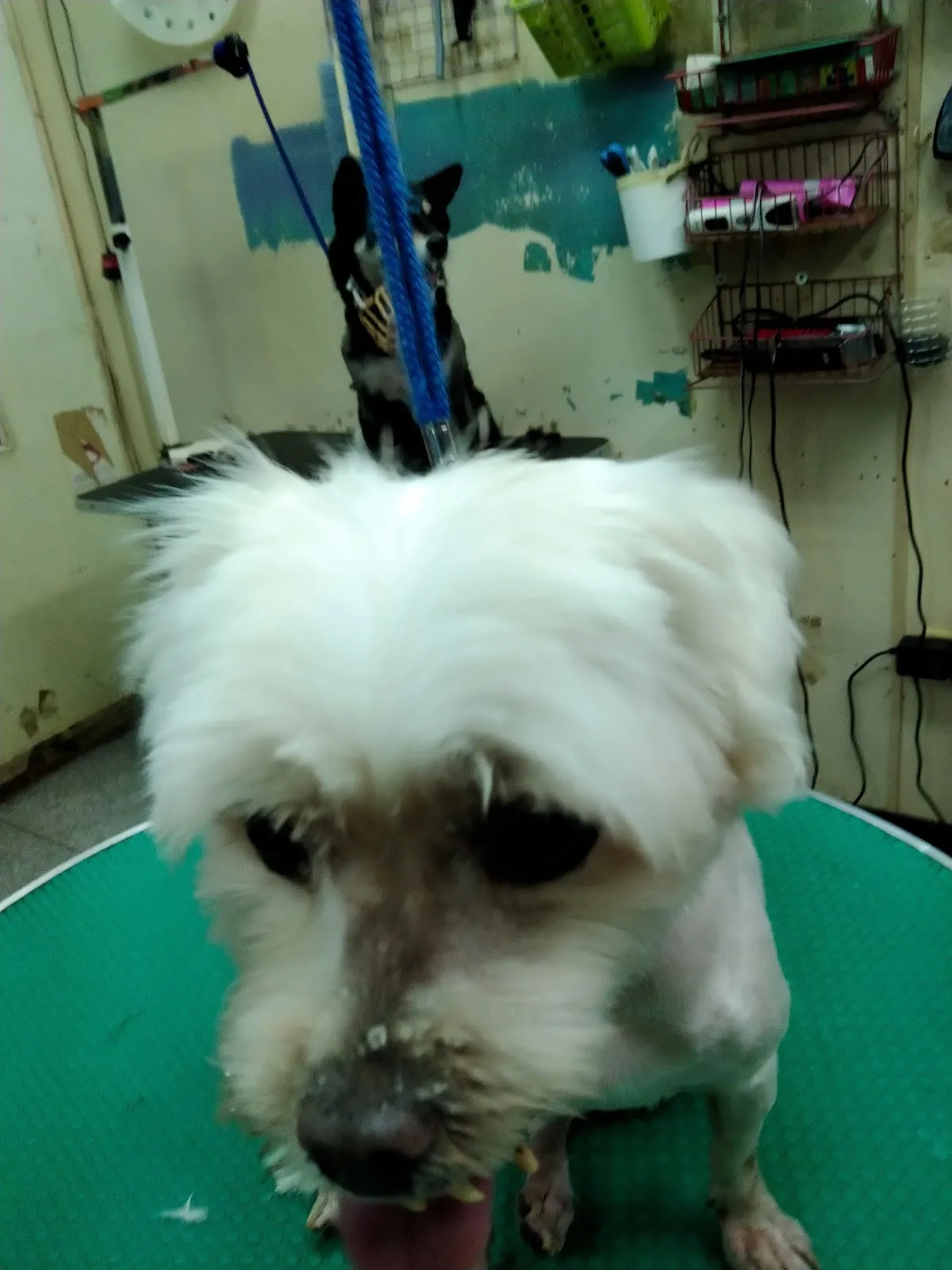 延平動物醫院