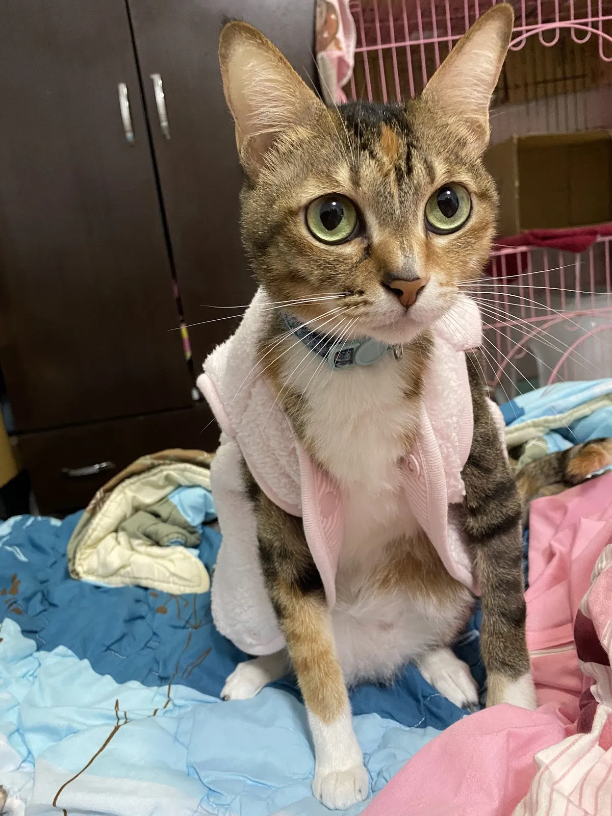 綠樁動物醫院