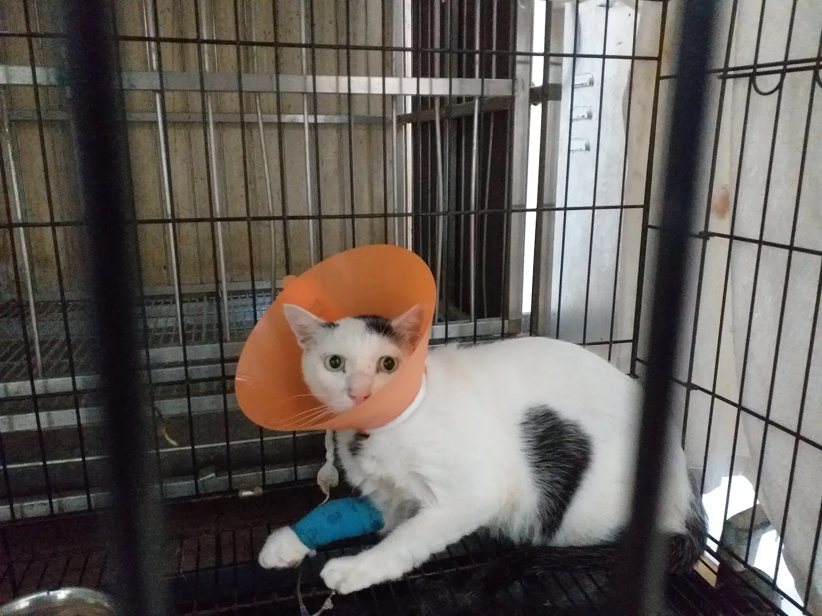 誠恩動物醫院